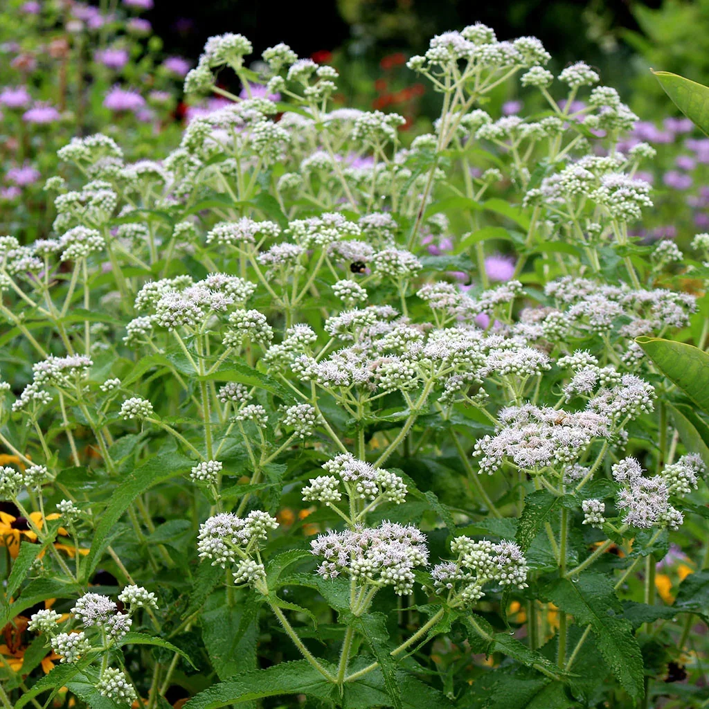 Snakeroot