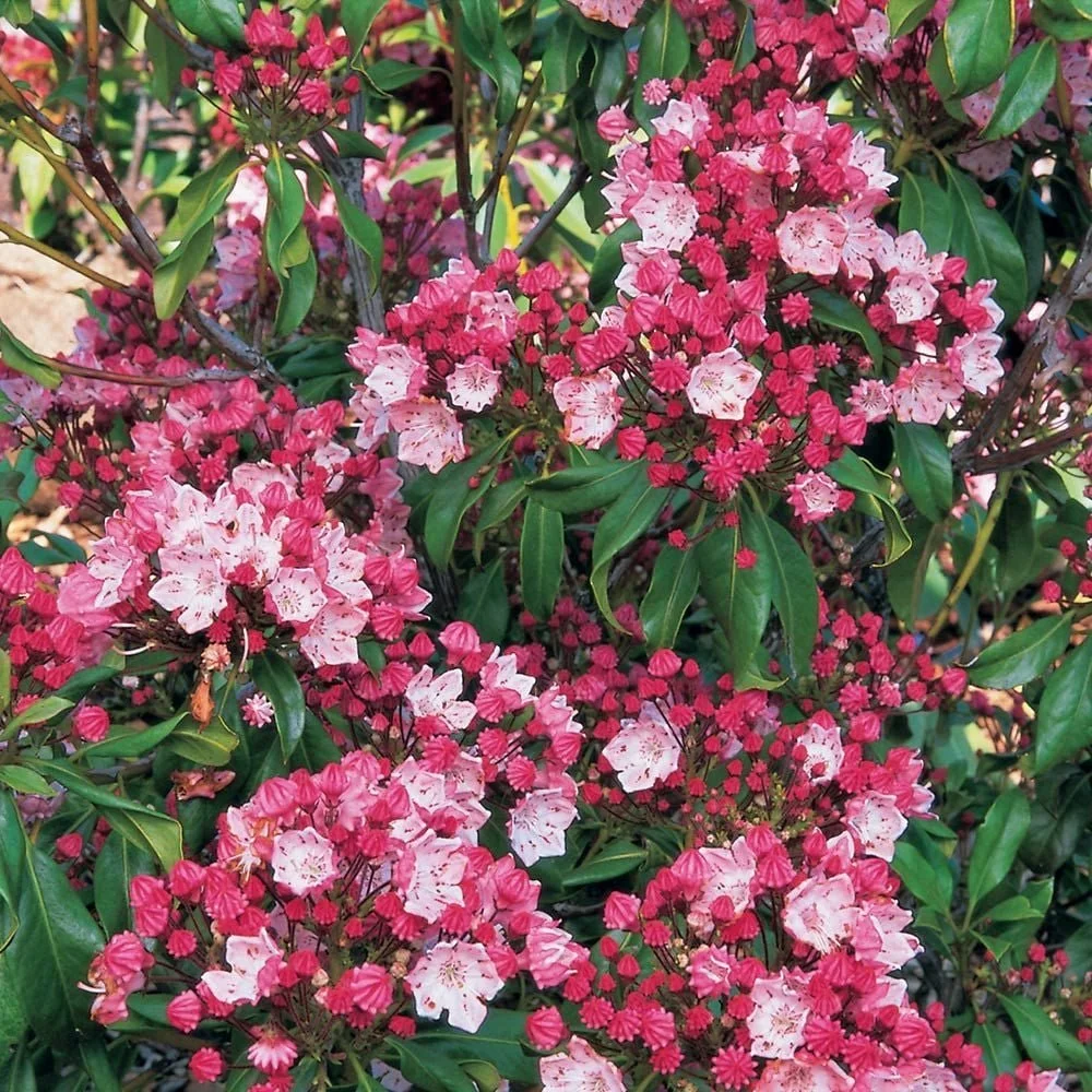 Mountain Laurel
