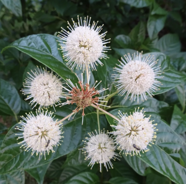 Buttonbush