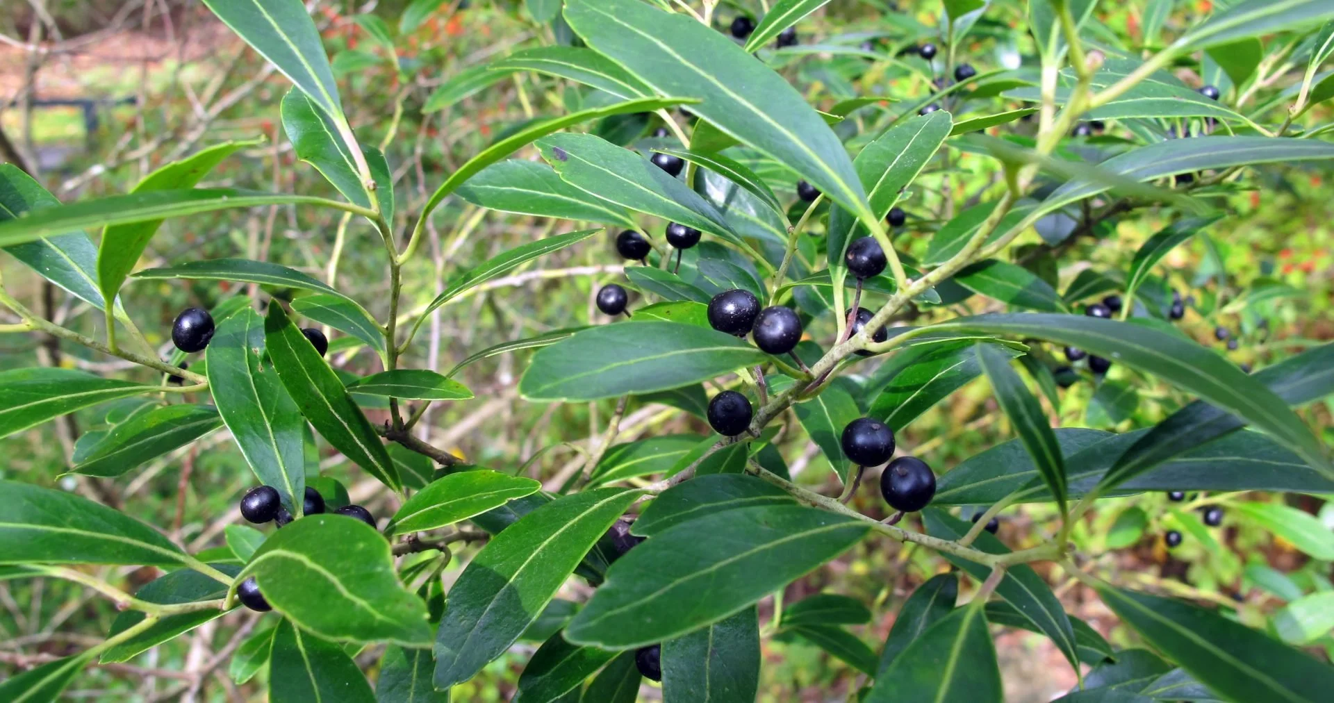 Inkberry Holly