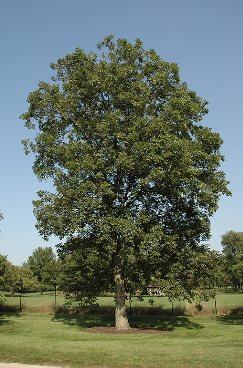 Shagbark Hickory