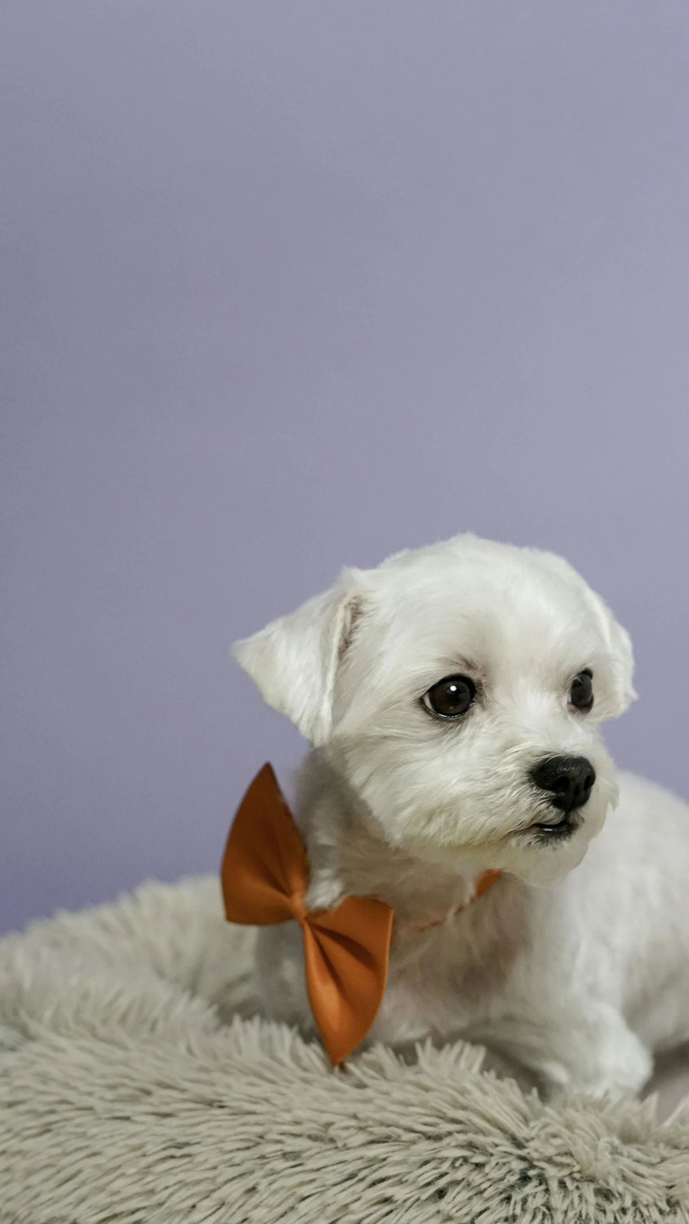 Small white dog with orange bow tie on gray blanket against purple background.