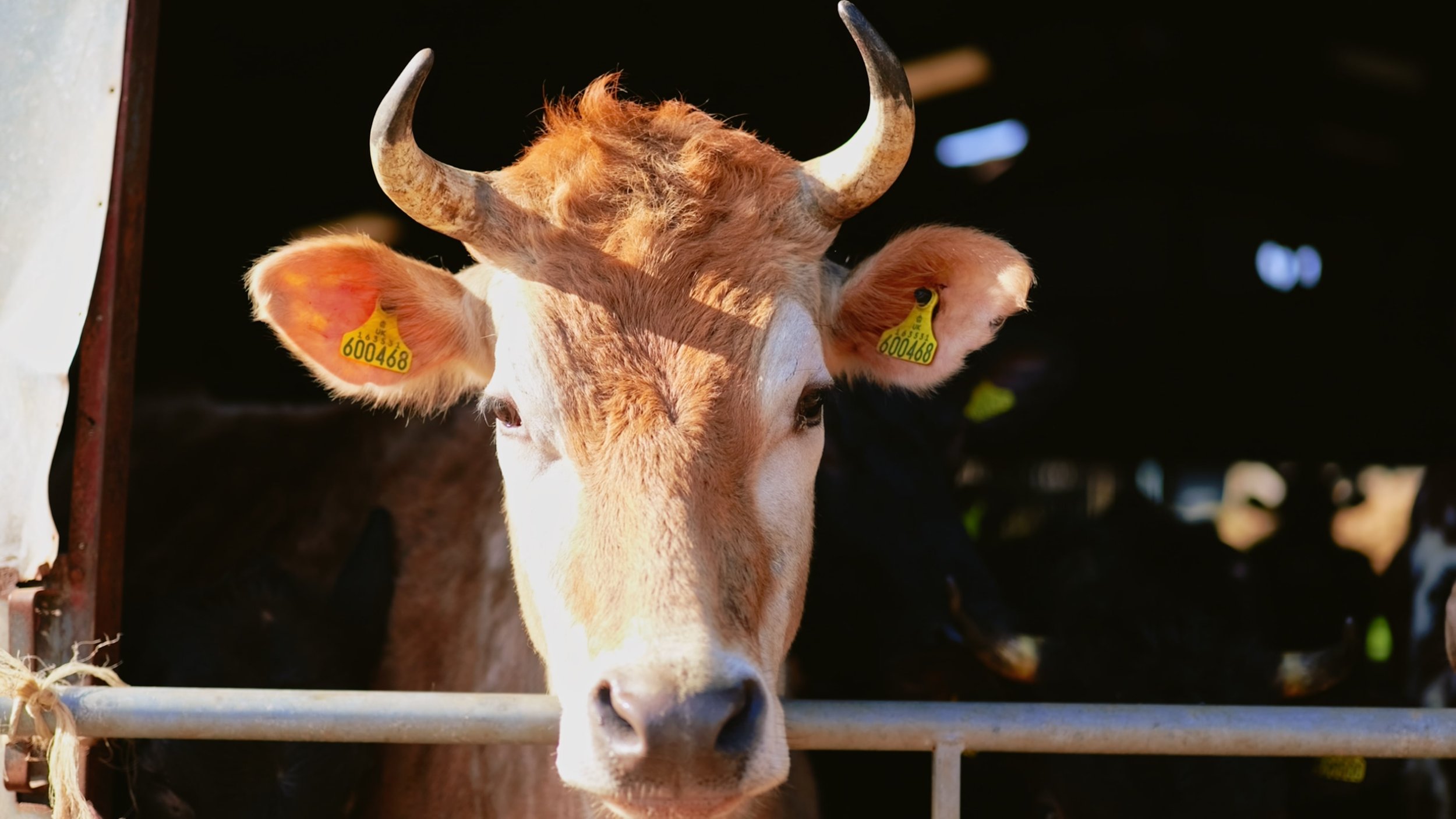 Still 2025-11-23 095519_8.1.22_8.1.11-min.jpg