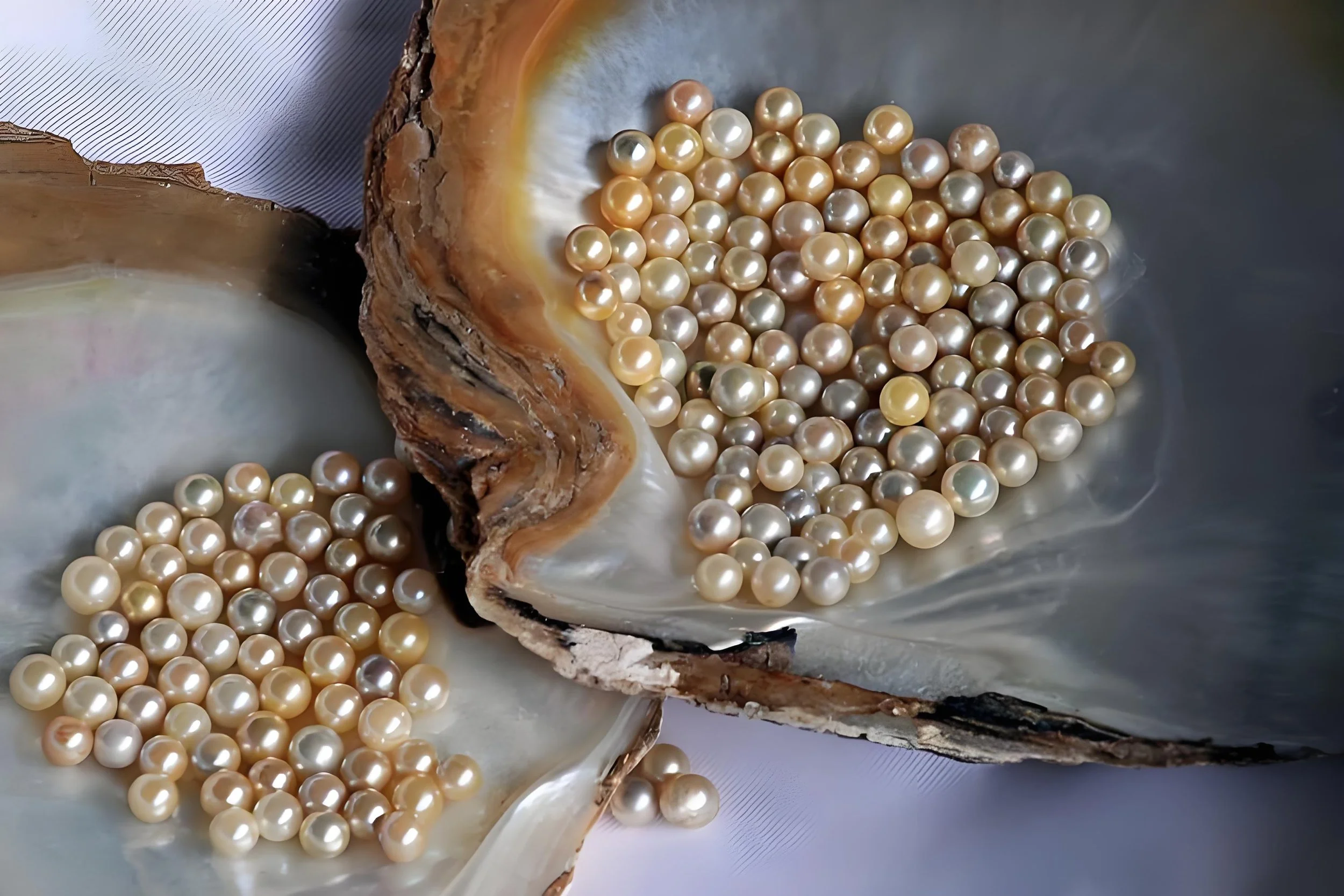 A vibrant collection of lustrous multicolored natural pearls—featuring golden, champagne, silver, and pale lavender tones—resting inside iridescent mother-of-pearl shells for heritage jewelry crafting.