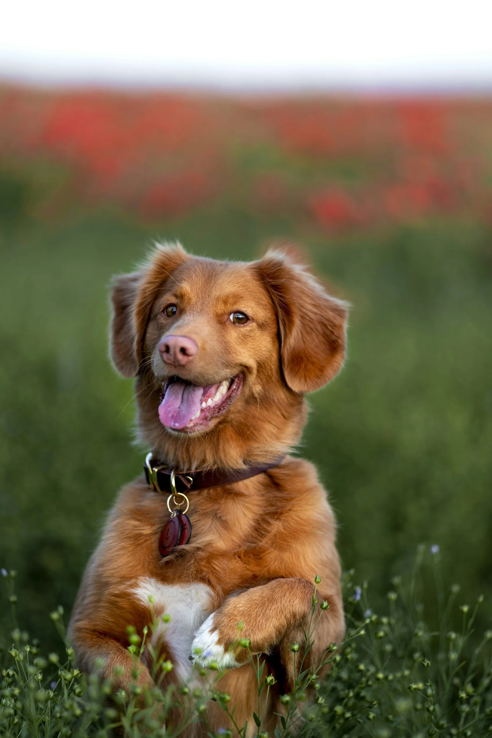 Happy brown dog standing in a field with a blurred background of flowers.