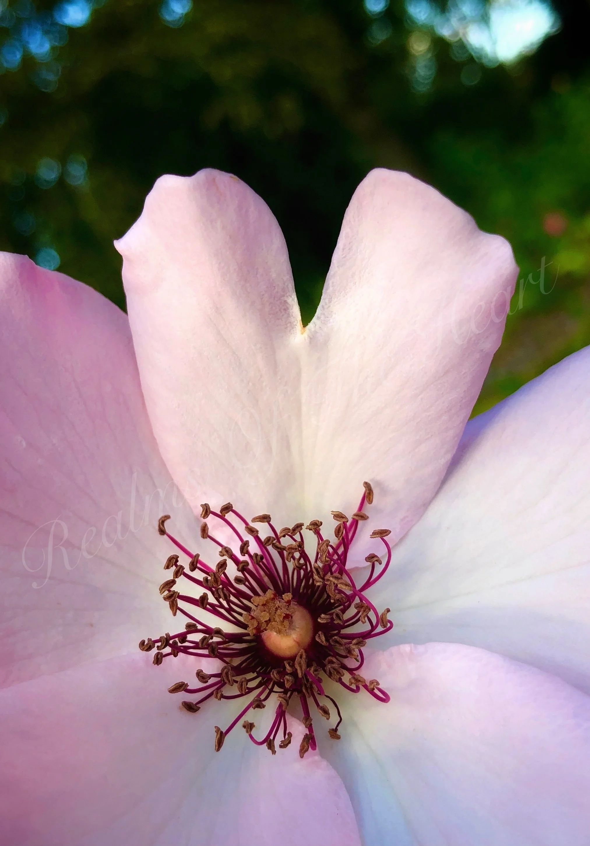 Soft Pink Rose Heart, MOO copy.JPG