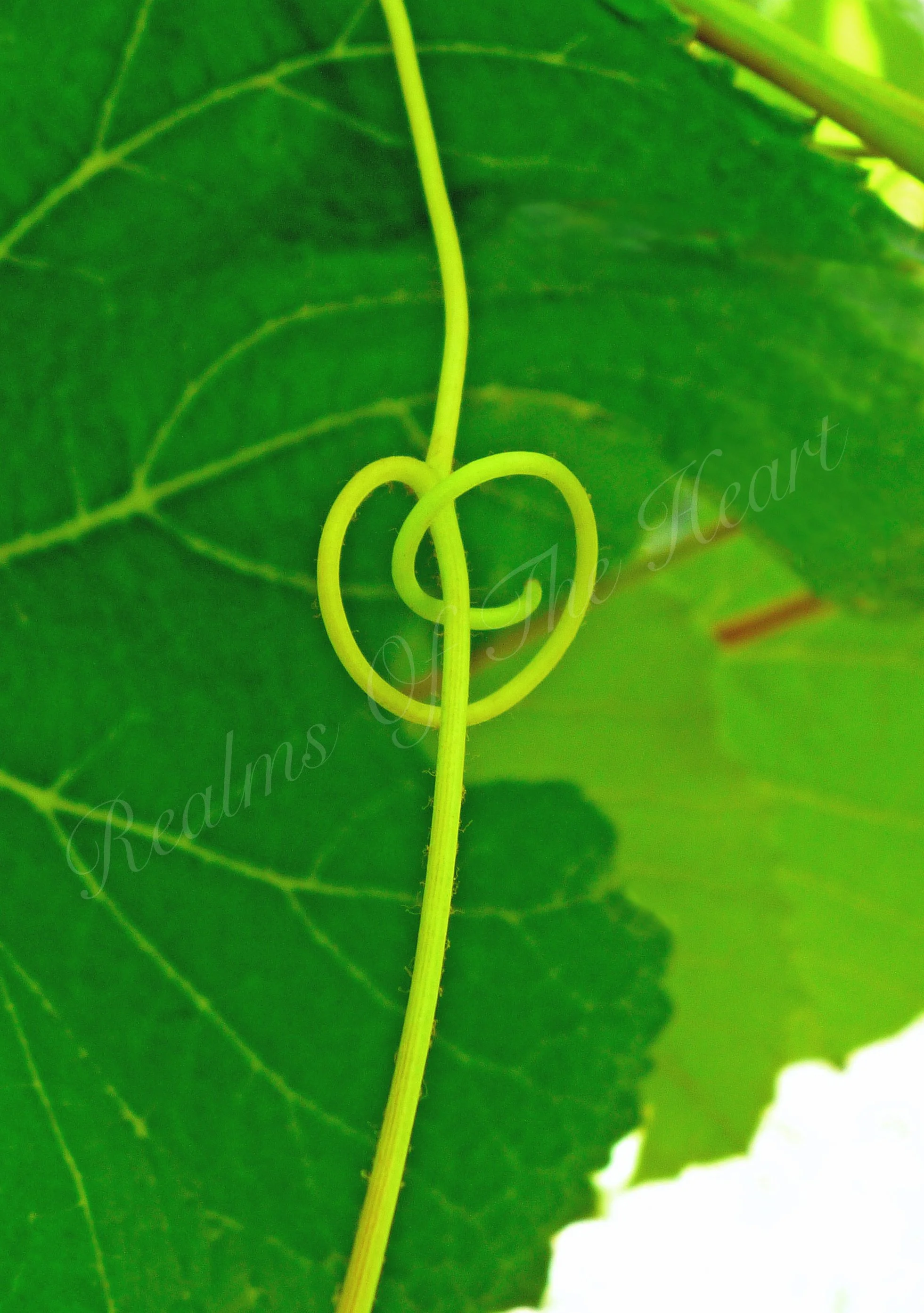 Grapevine Heart, MOO Greeting Card.jpg