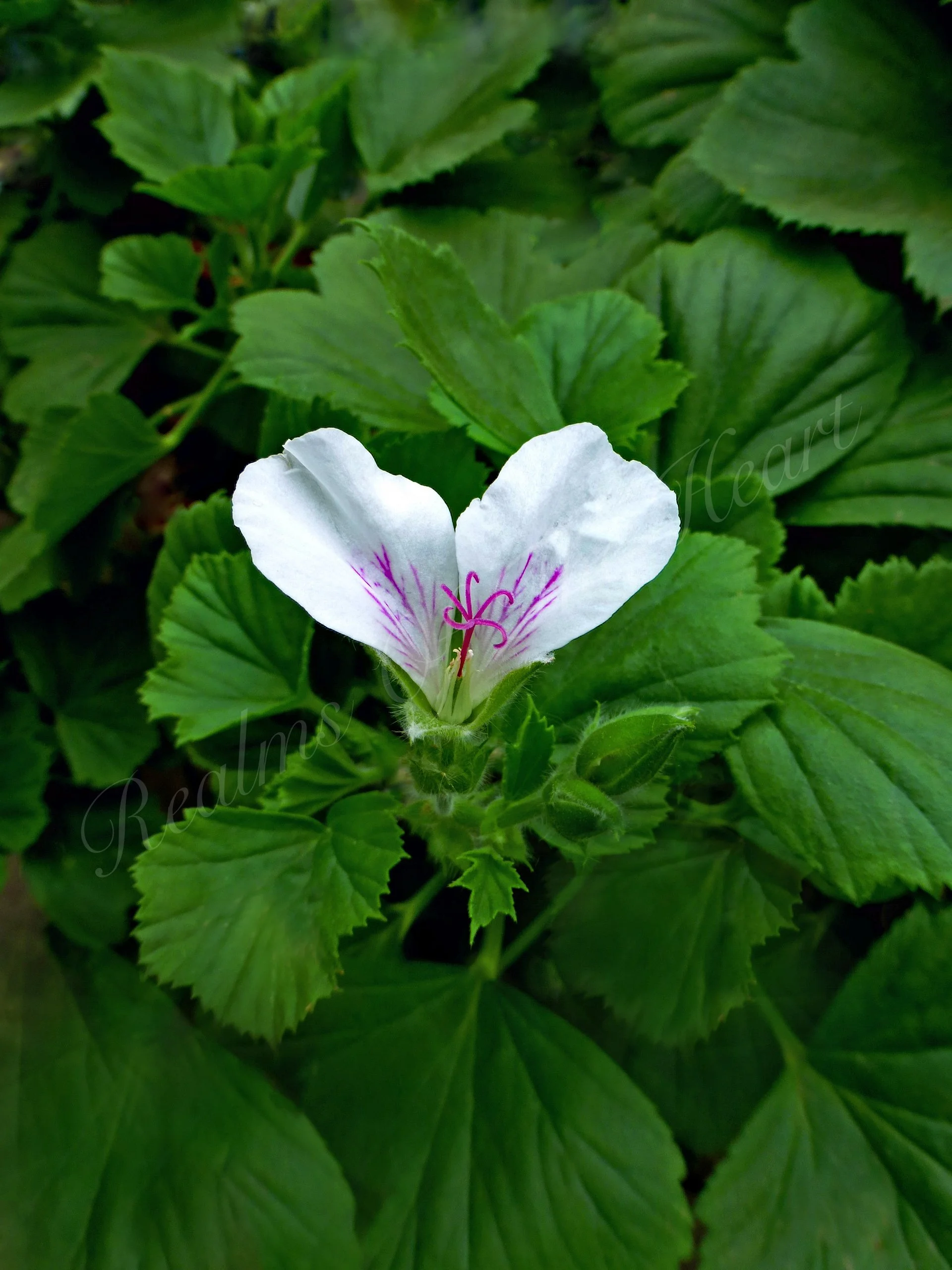 White Geramium Heart, MOO Greeting Card.jpg