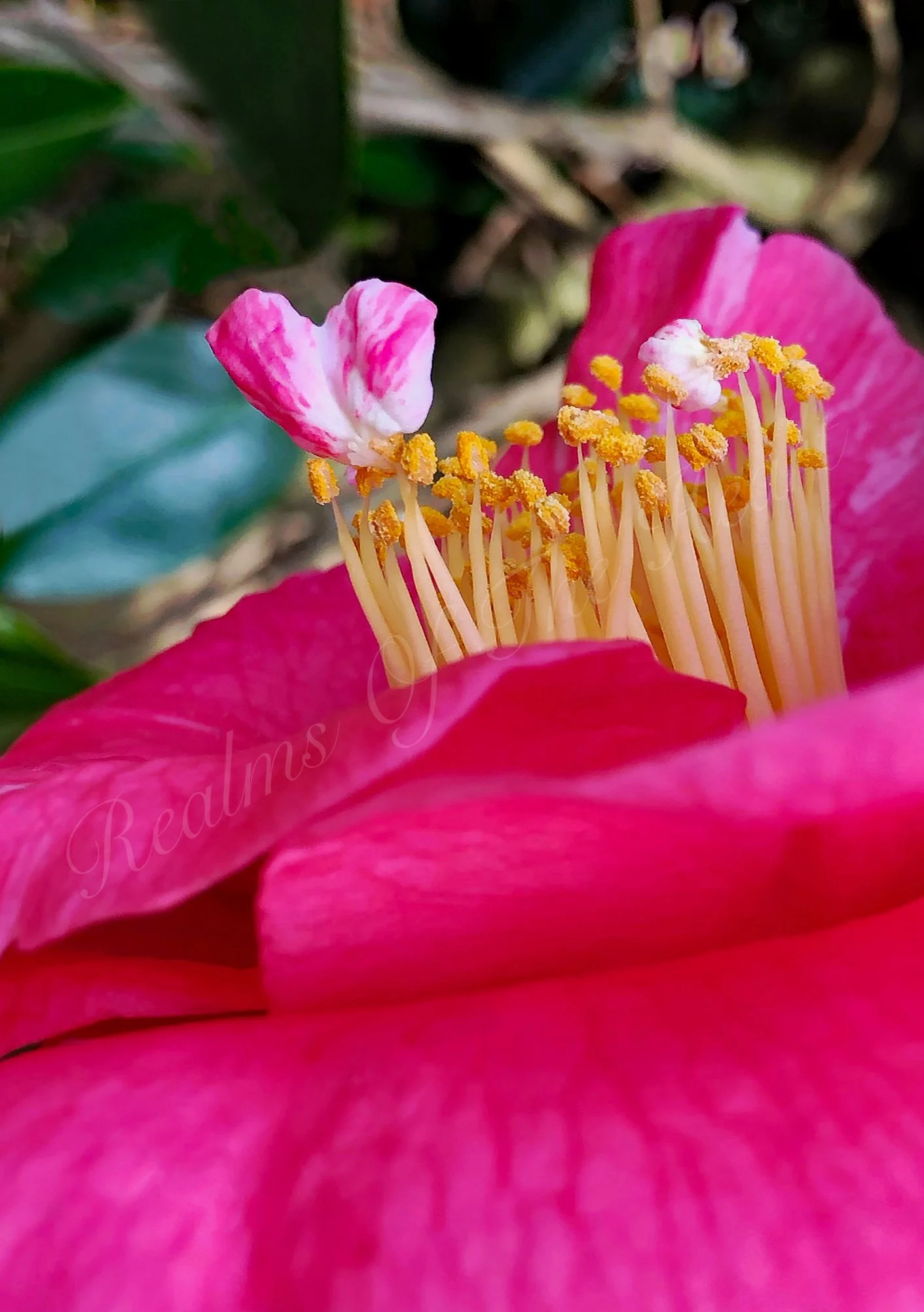 Pink Camellia Heart, MOO Greeting Card.jpg