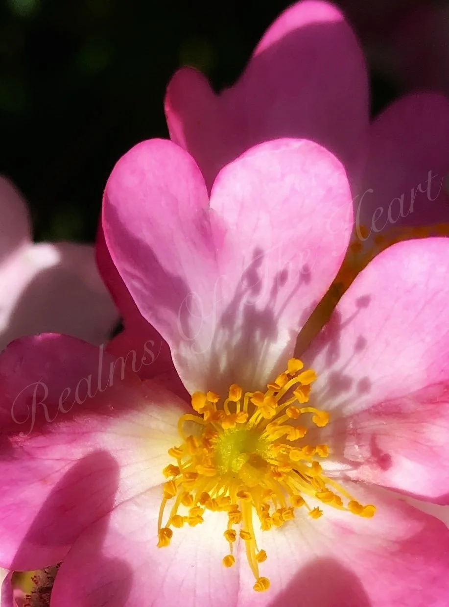 Pink heart petal, MOO copy.JPG