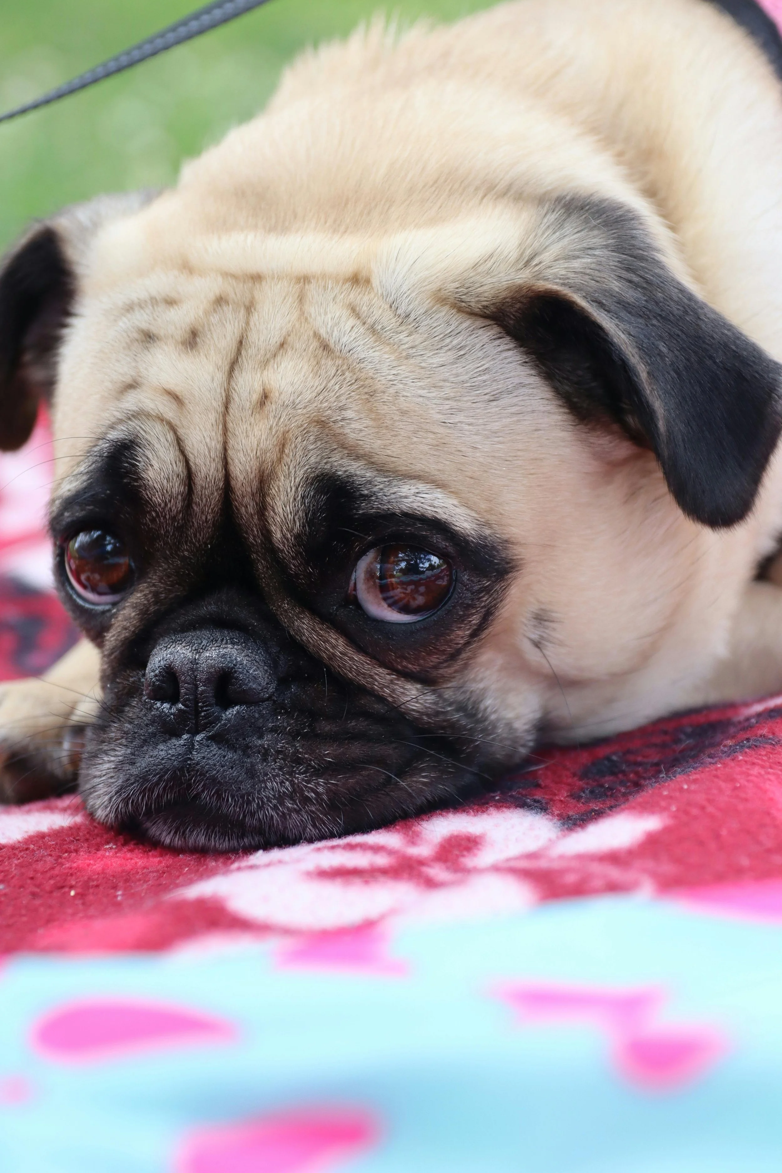 What Happens to Your Pet When You Die? A Practical Guide to Rehoming After Loss