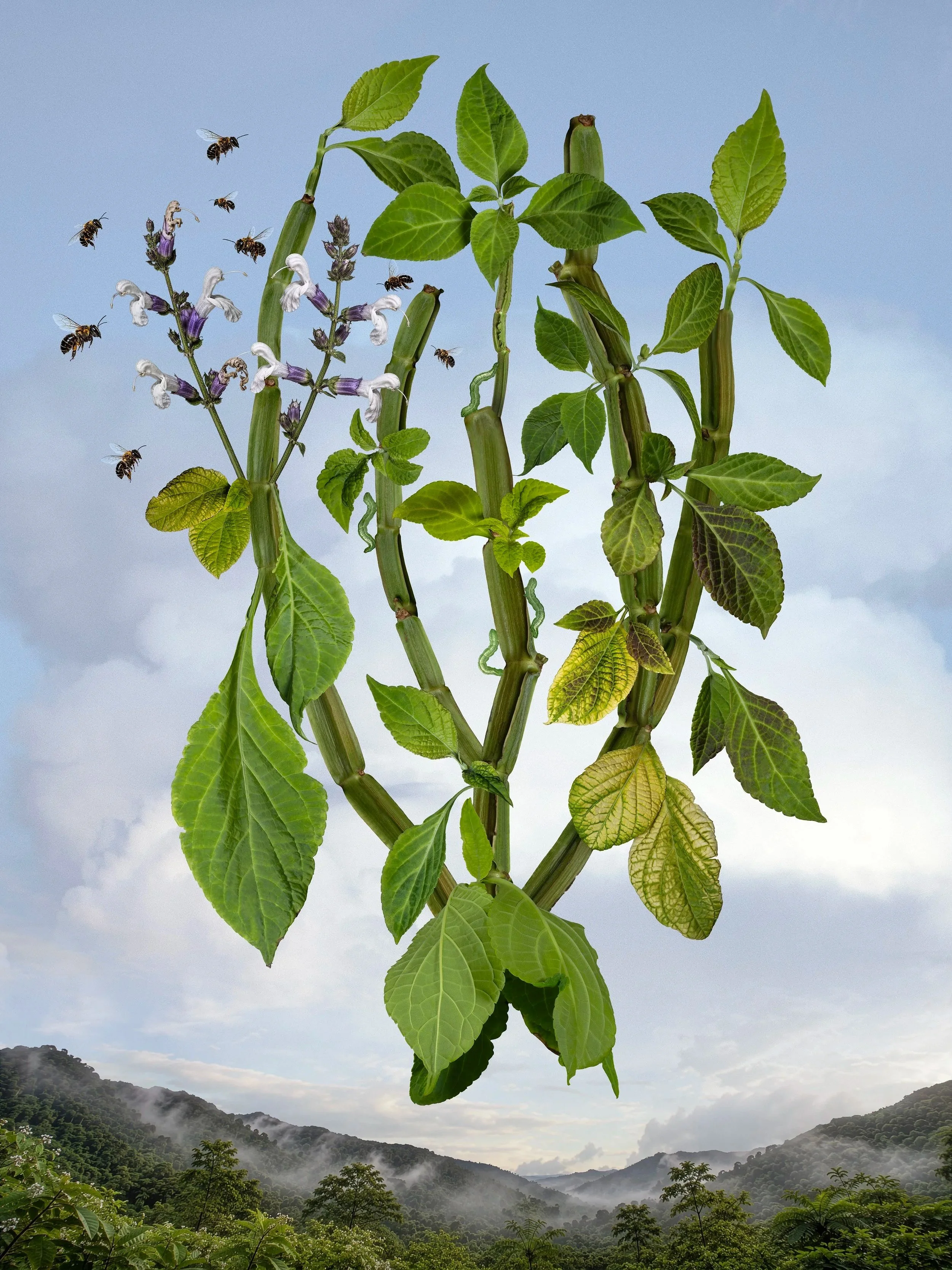 Diviners Sage (Salvia divinorum)
2026, archival pigment print, 38 x 30 inches