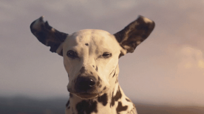 budwind1.gif