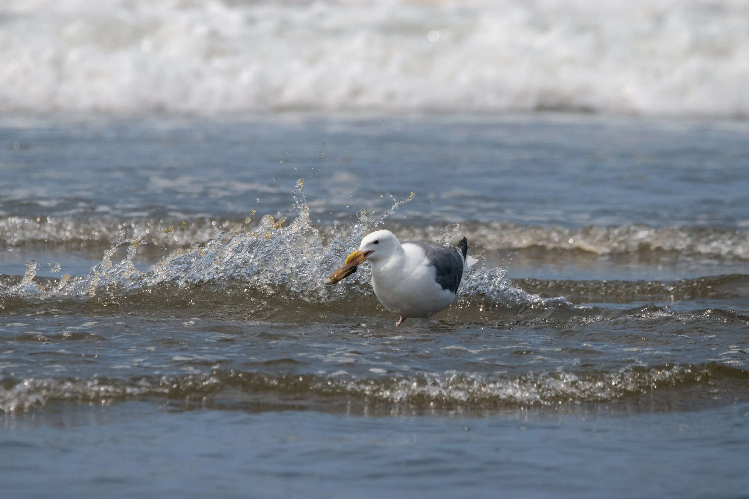 Seagull with a live clam in its beak walking through shallow ocean waves.
