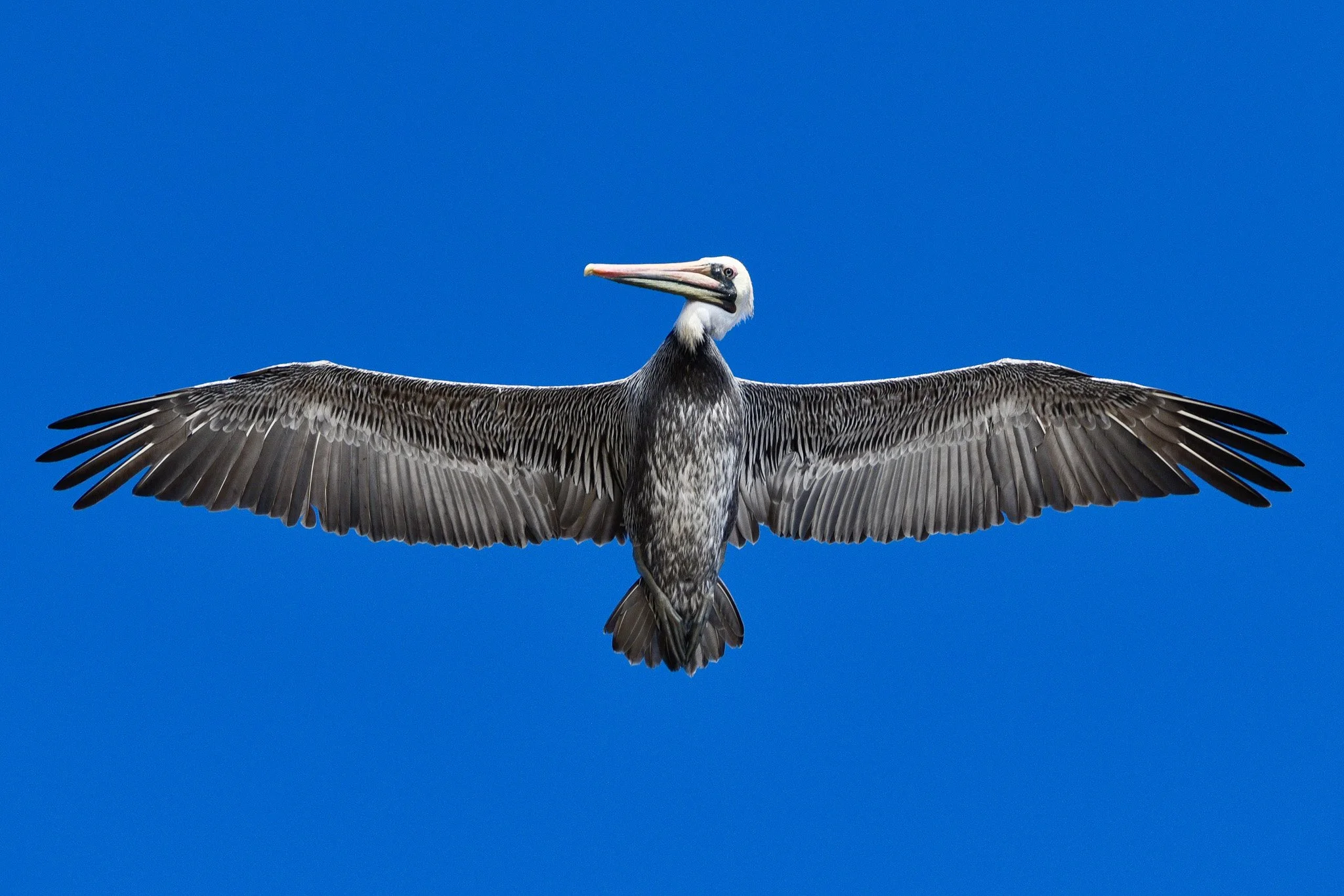 A pelican with wings spread wide flying against a clear blue sky.