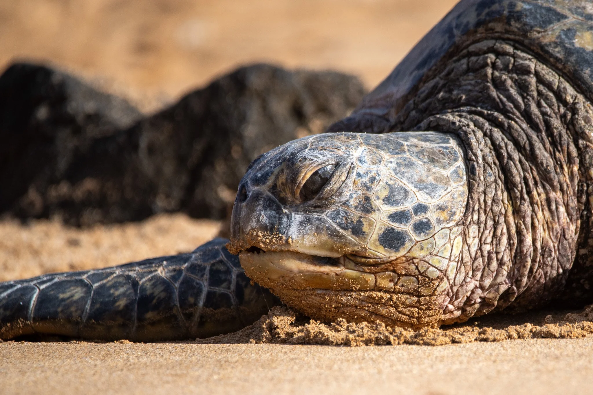 Honu at Rest - Kauai
