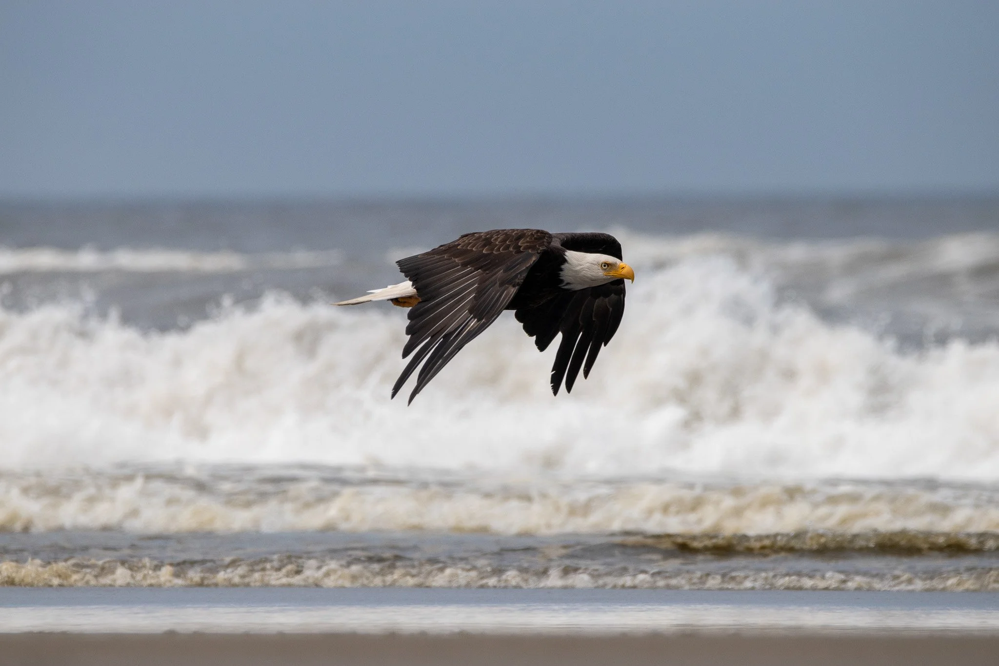 A Bald eagle flying along the beach with waves in the background in Long Beach, WA.