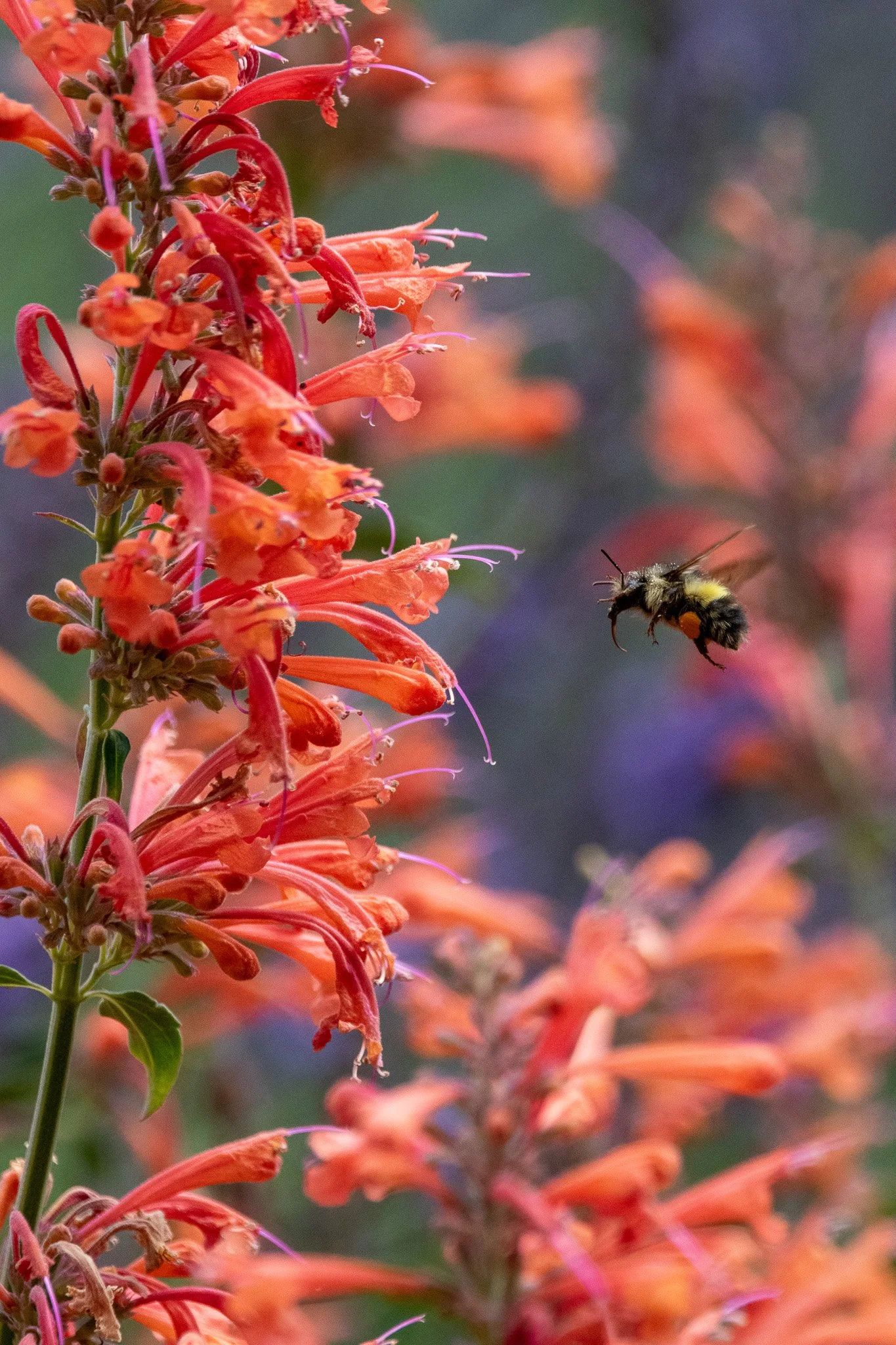 2021-Kingston, WA_Bumblebee-Wings & Wildflowers_2000.jpg