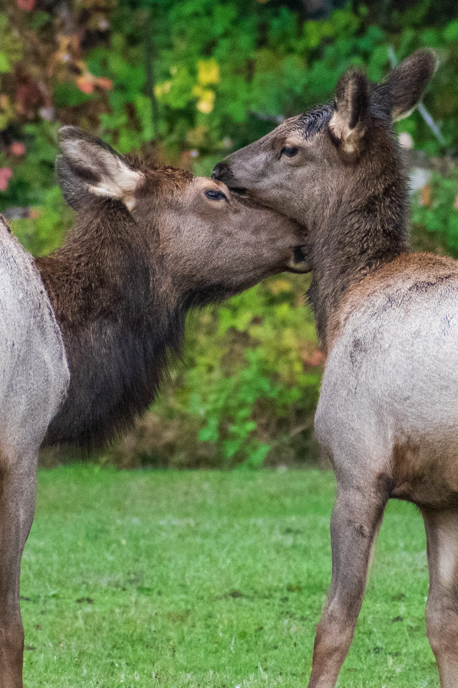 Two elk nuzzling affectionately in a green, natural setting.