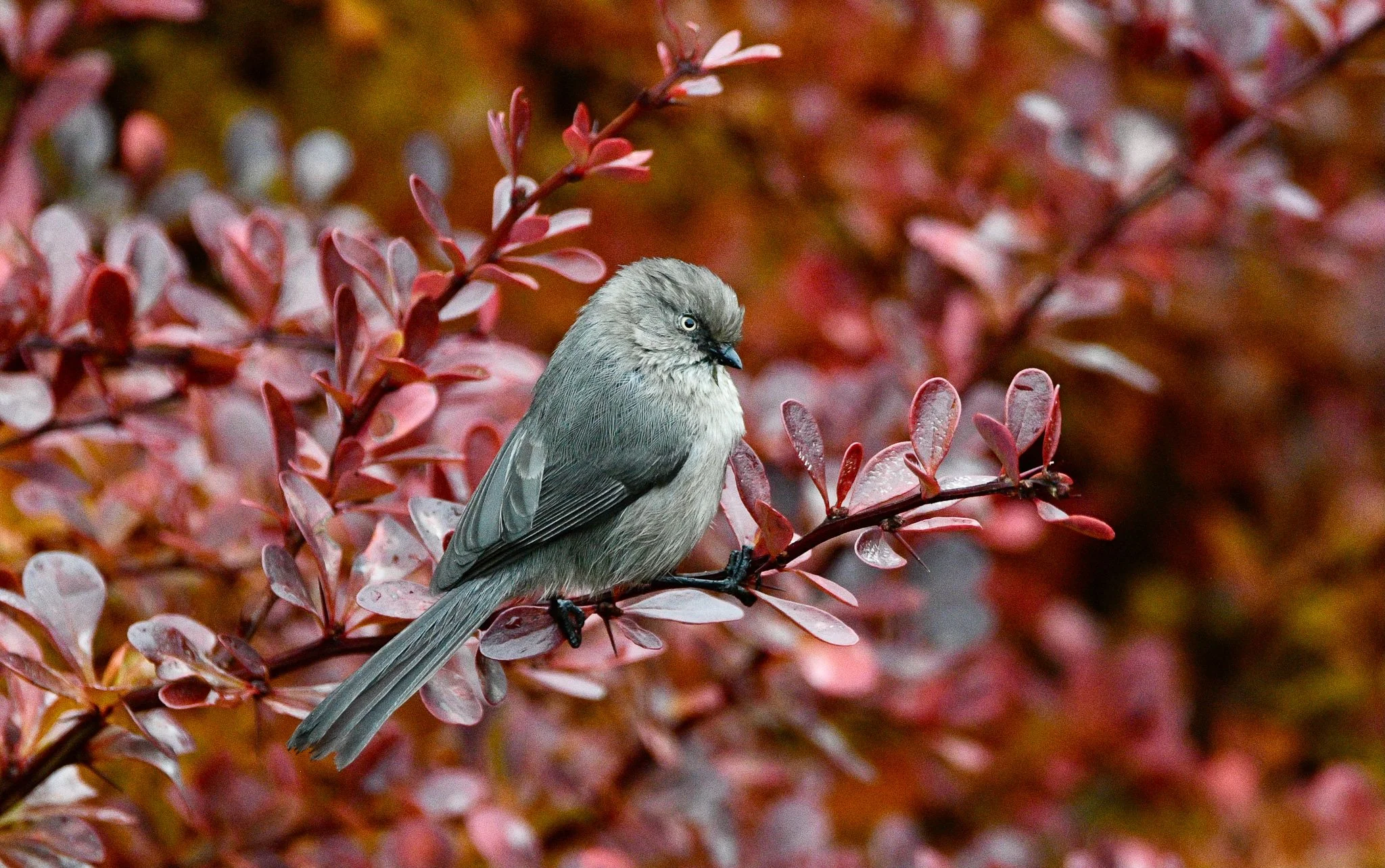 A small gray bird perched on a branch with red and pink leaves, with a blurred autumnal background.