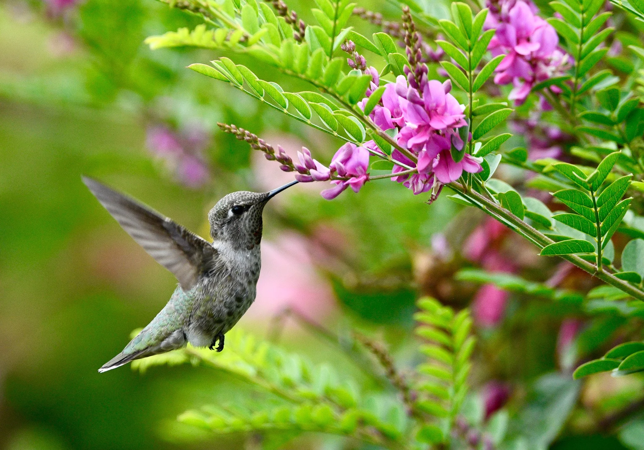 A hummingbird with gray and green feathers drinking nectar from pink flowers amid green foliage.