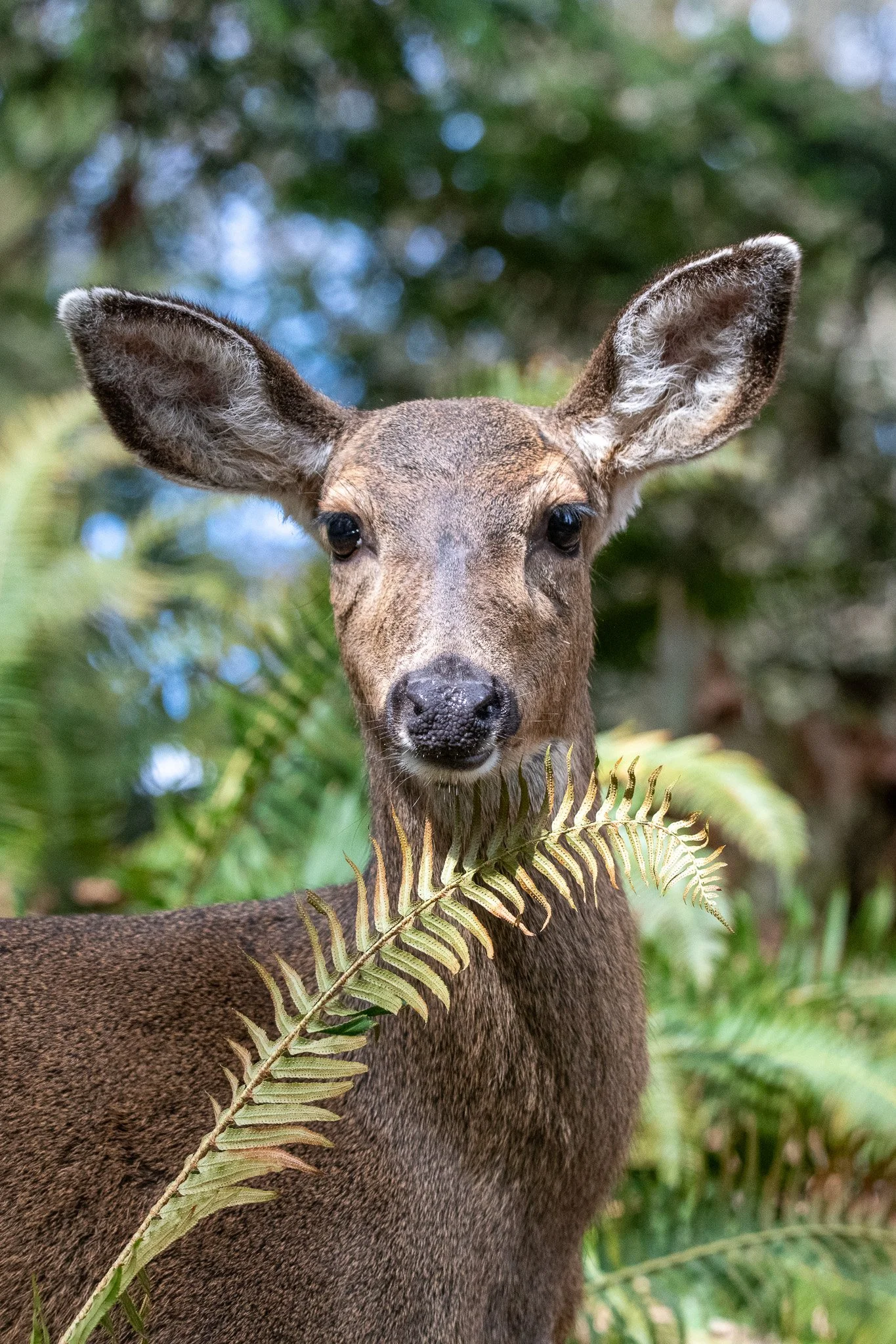 A deer with large ears and dark eyes standing among green ferns in a forest.
