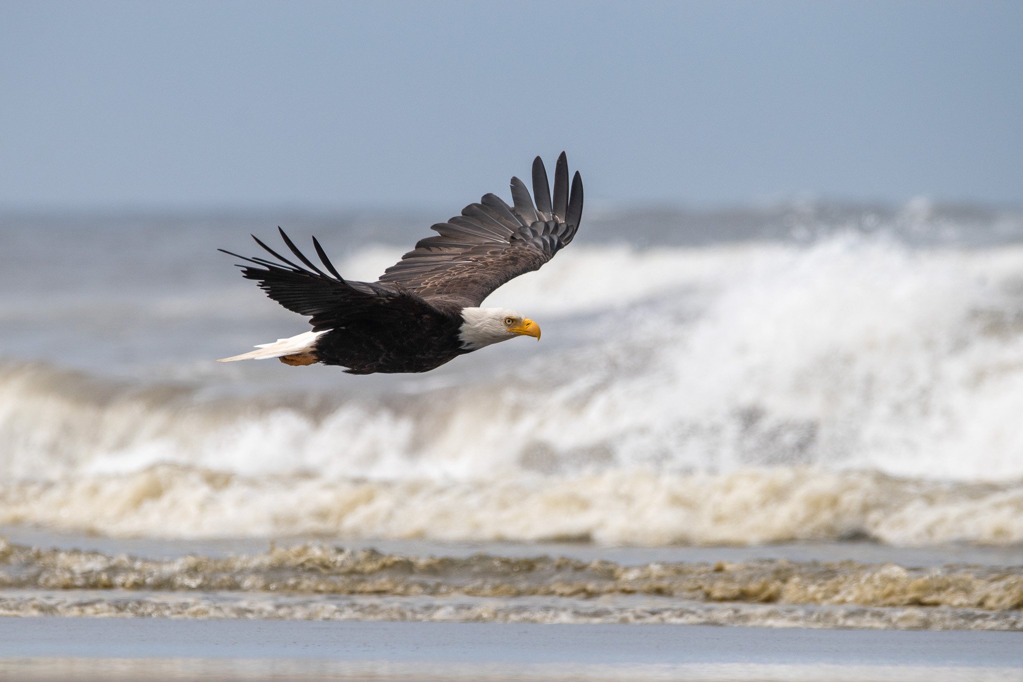 Bald eagle flying low over the ocean waves near the beach.