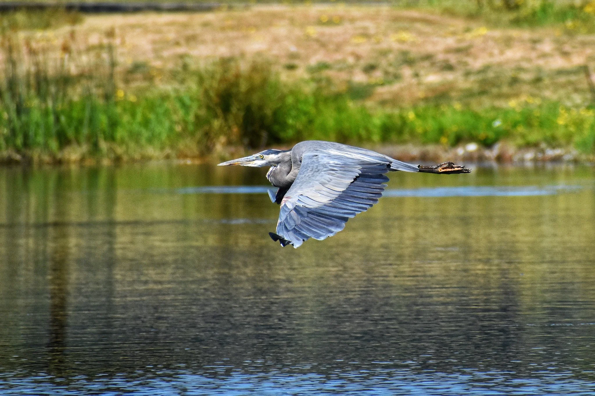 2020-Monroe,Wa_Heron-Blue Arrow_2048.jpg