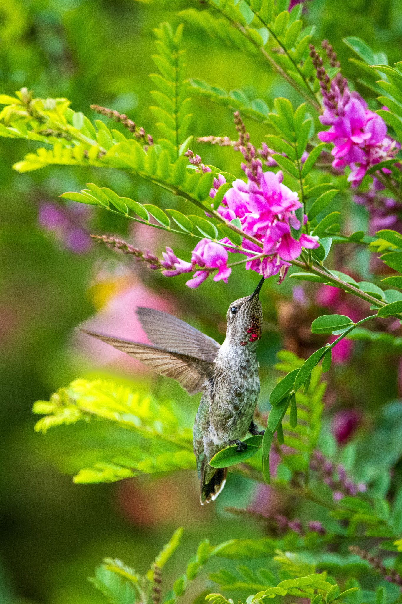 2022-Kingston,WA_Anna's Hummingbird-Sip of Spring 2_2000.jpg