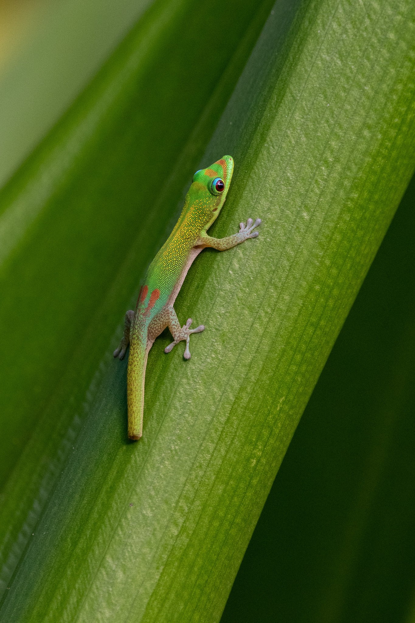 A small, colorful gecko climbing a green plant stem.
