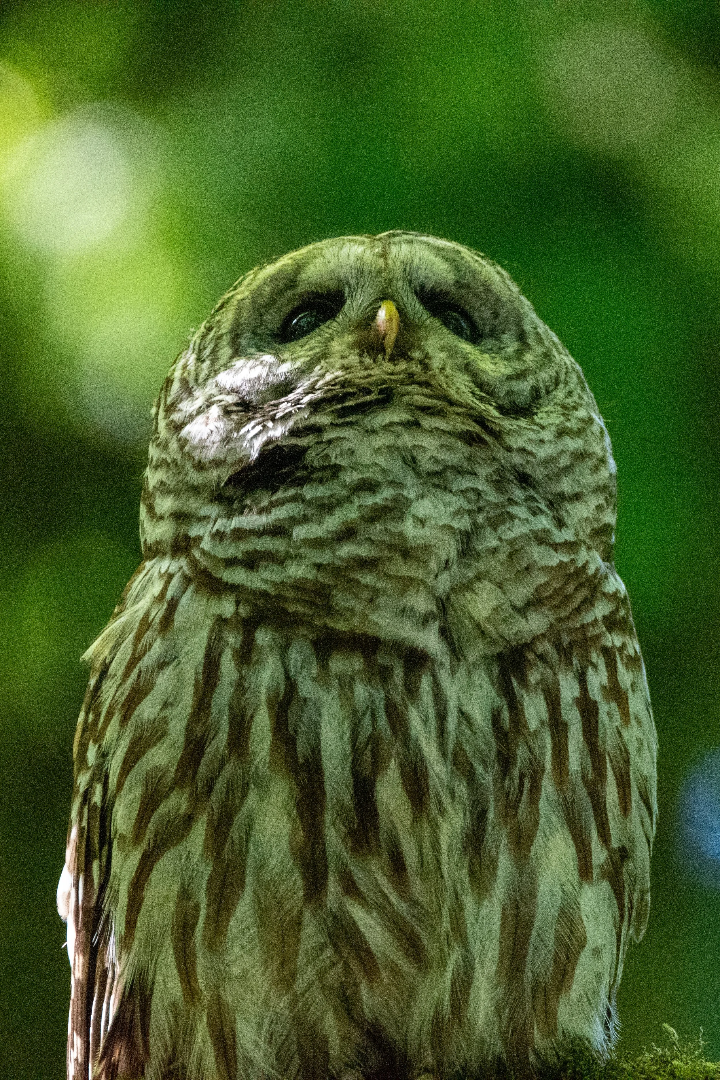Barred owl perched on a branch with a green blurred background.