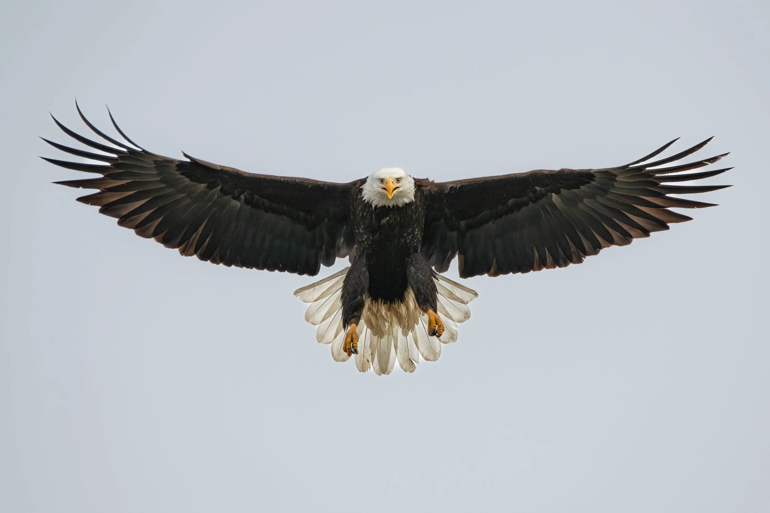 Wingspan