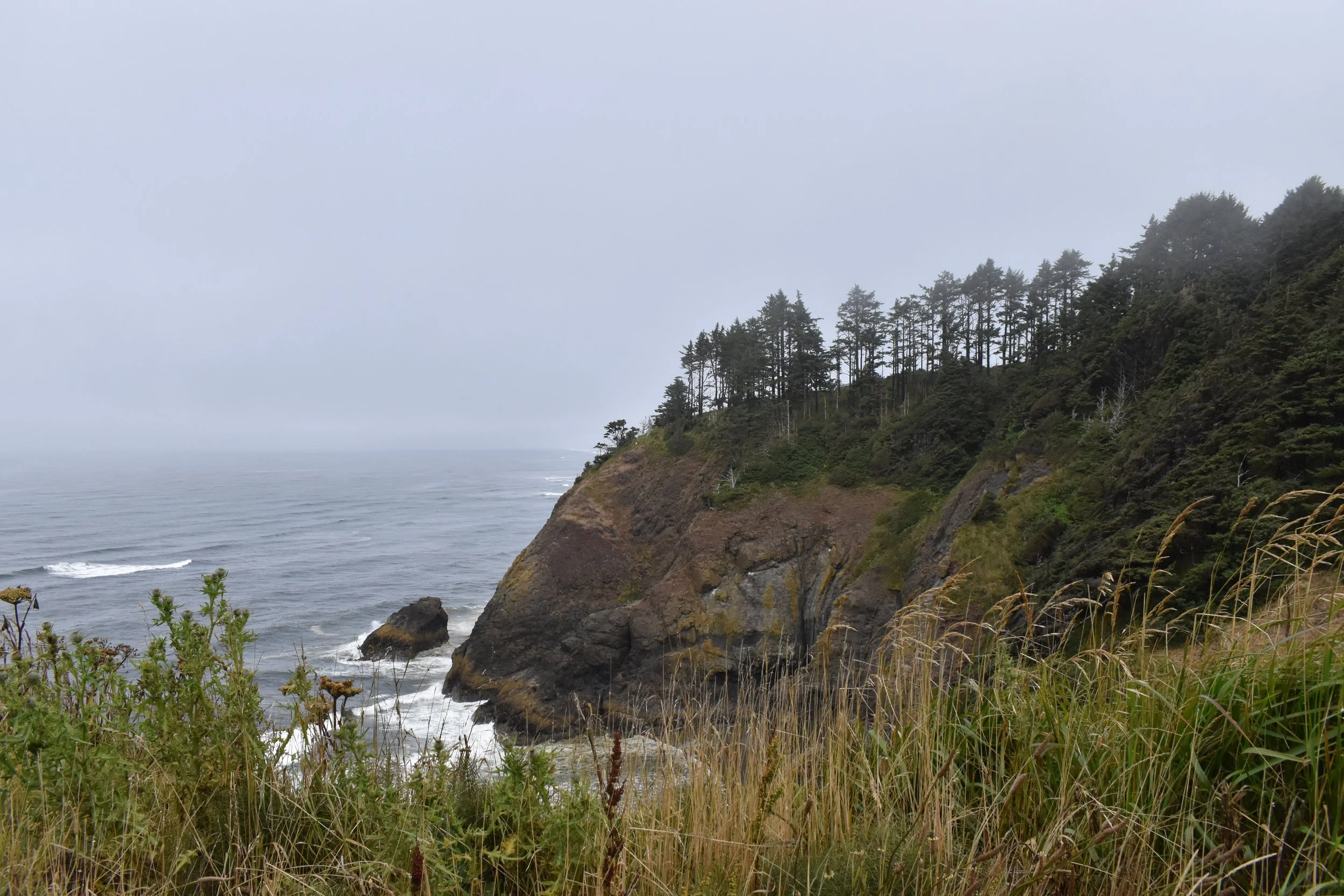 Coastal cliff with trees overlooking the ocean under a cloudy sky, surrounded by grasses and wild plants in the foreground.