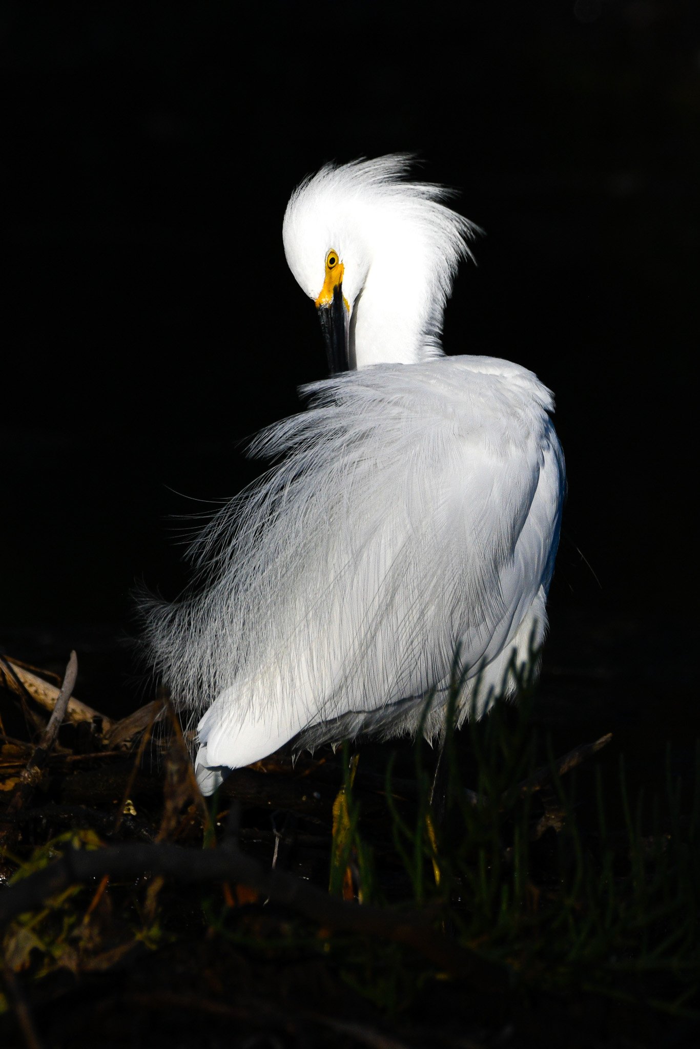 2023-Santa Cruz, CA_Snowy Egrett-Etched in Feather_2253.jpg