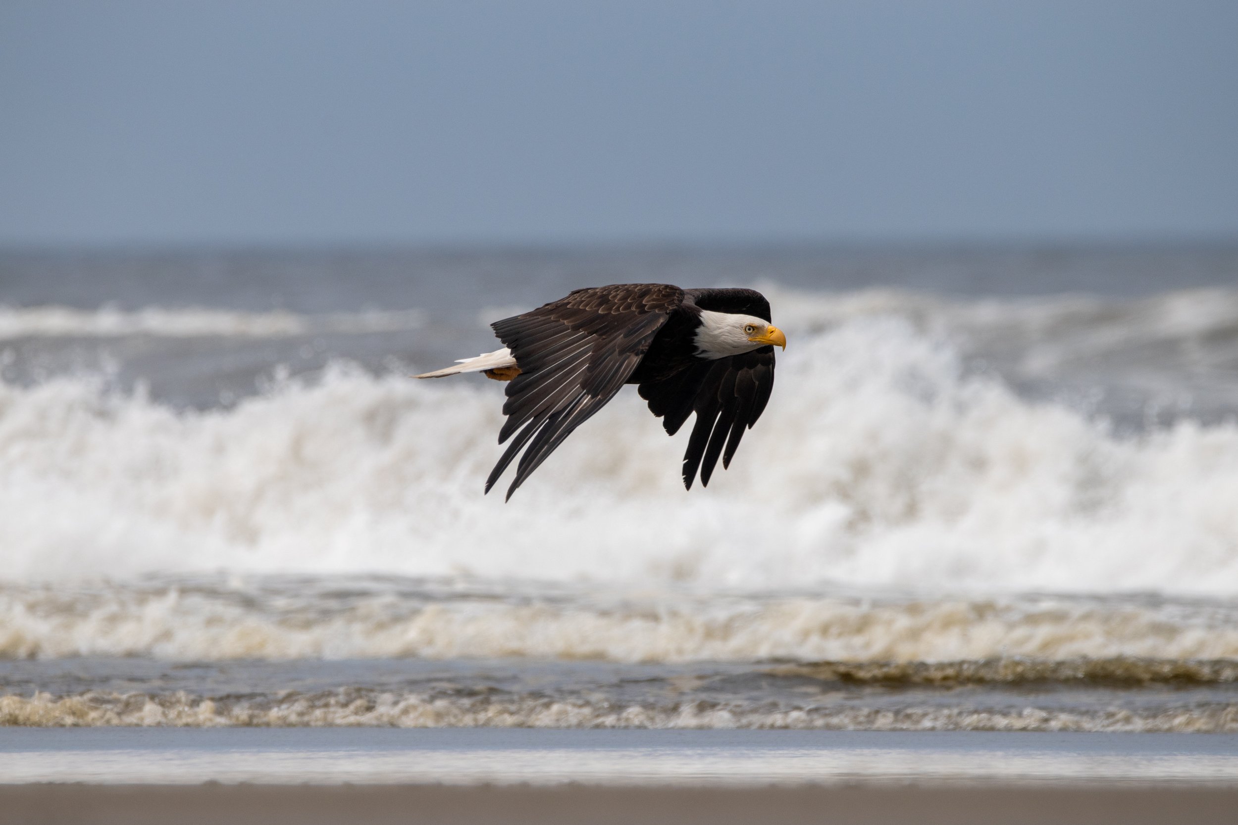 Bald eagle flying over ocean waves.