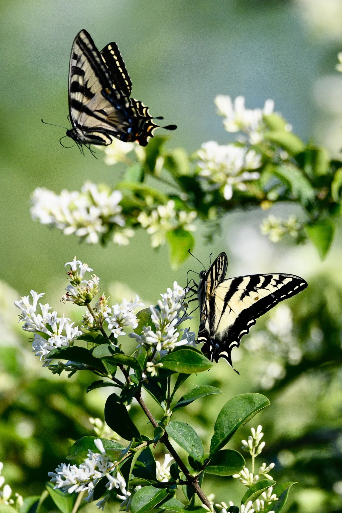 Dance of the Swallowtails