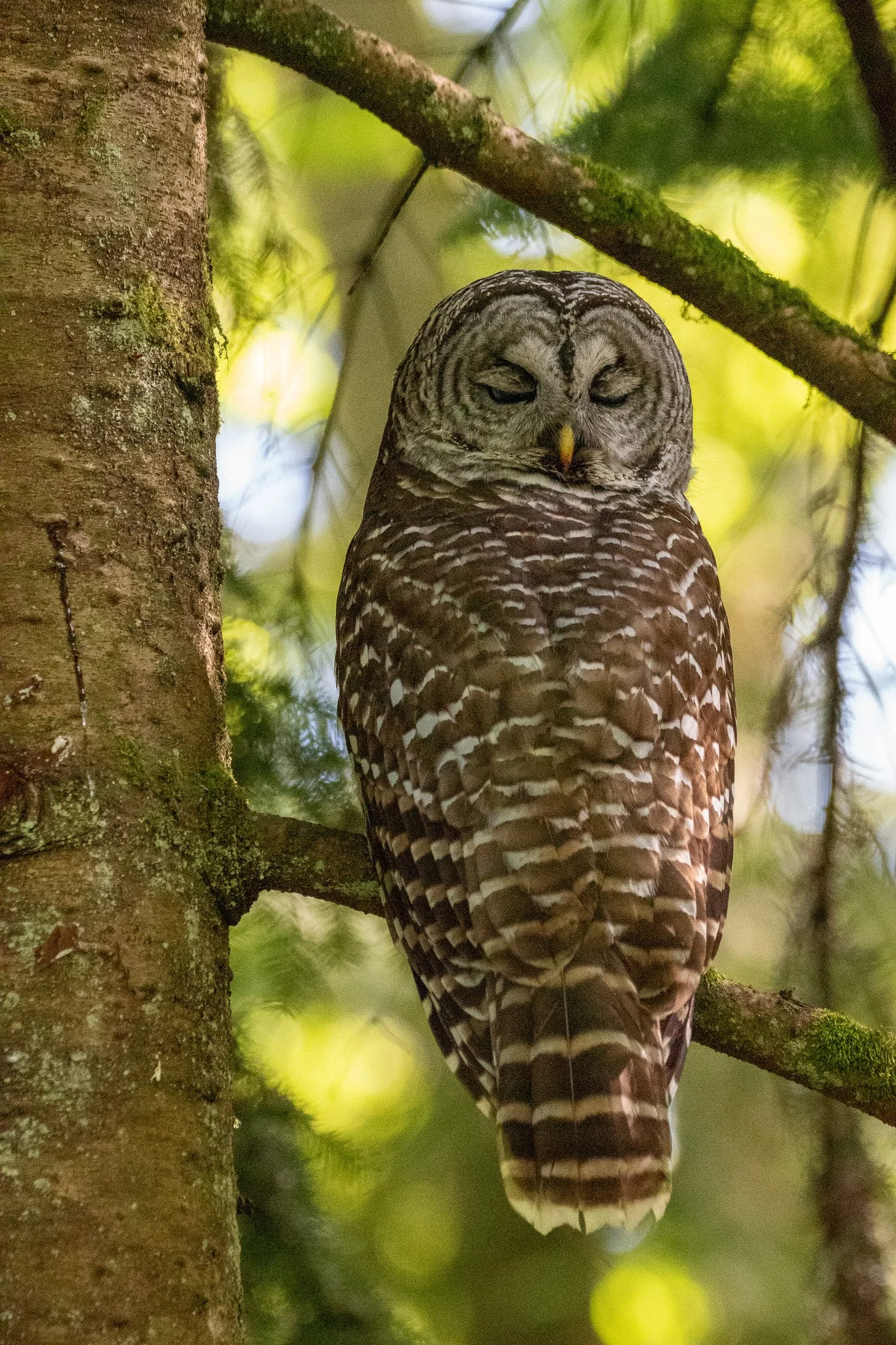 A Woodland Pause