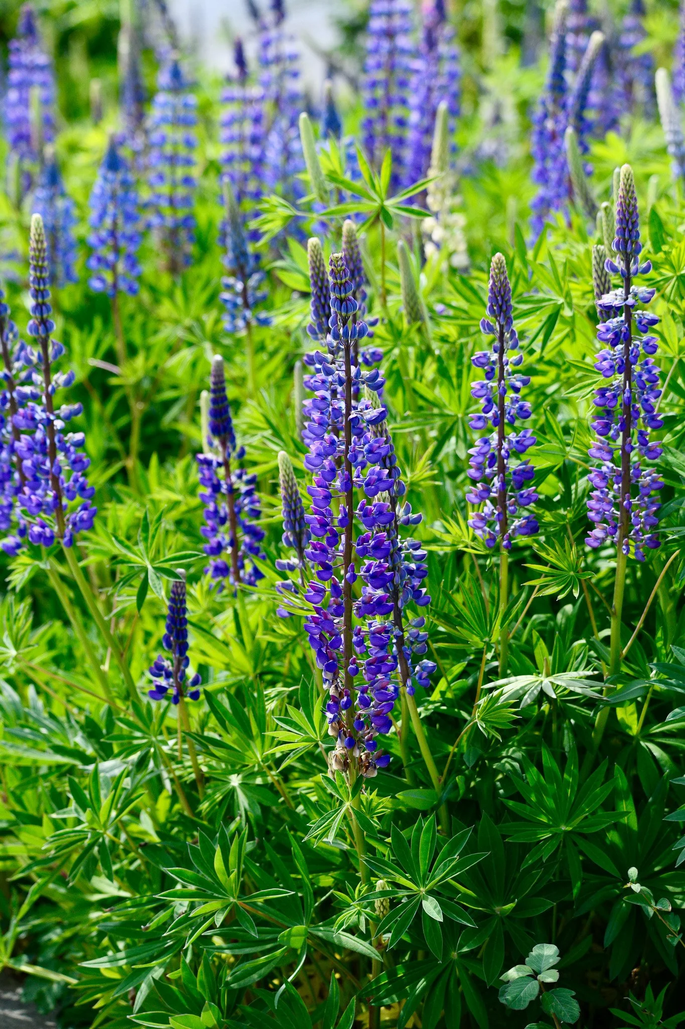 Lupine Meadow