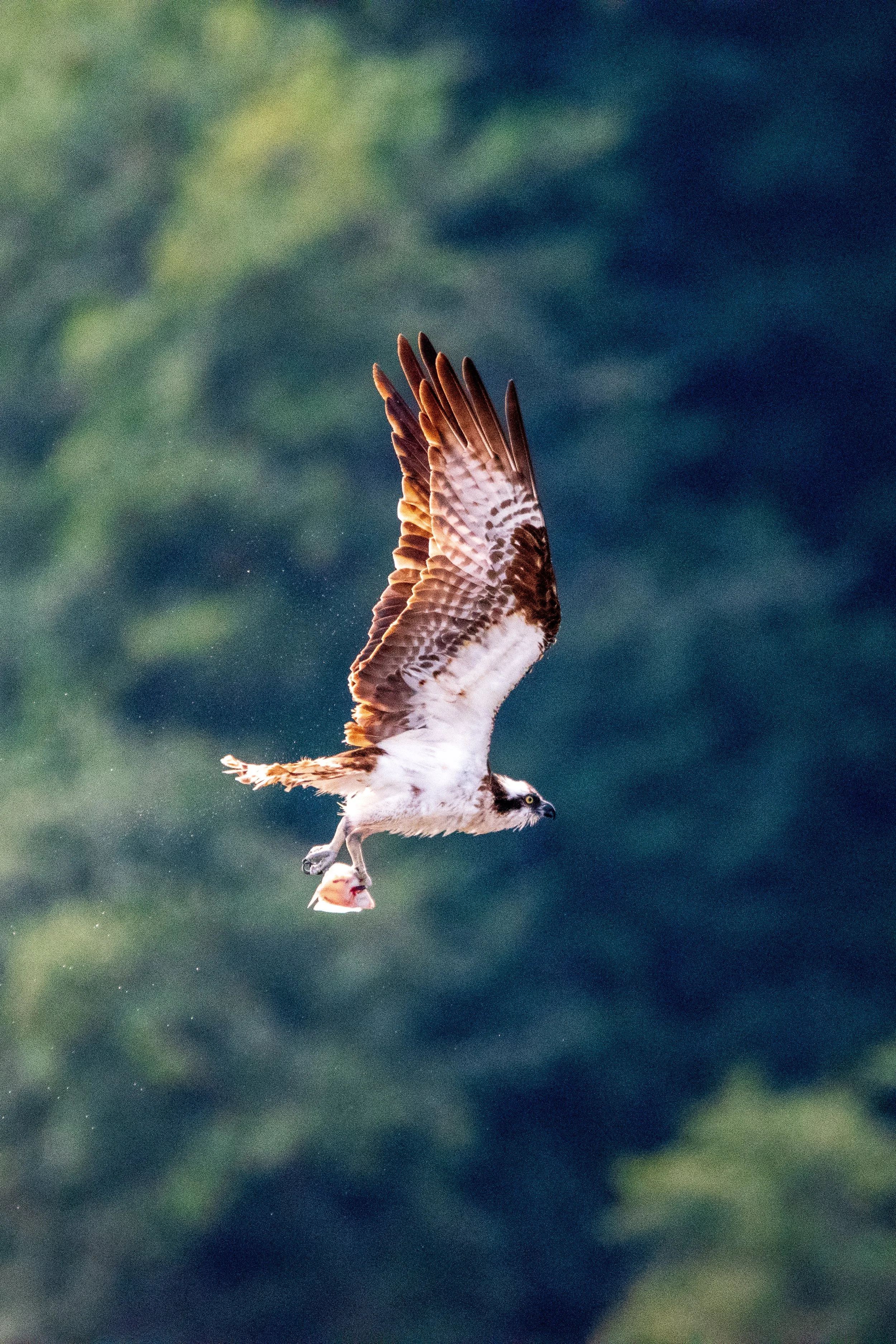Osprey flying with fish in talons against blurred green background.