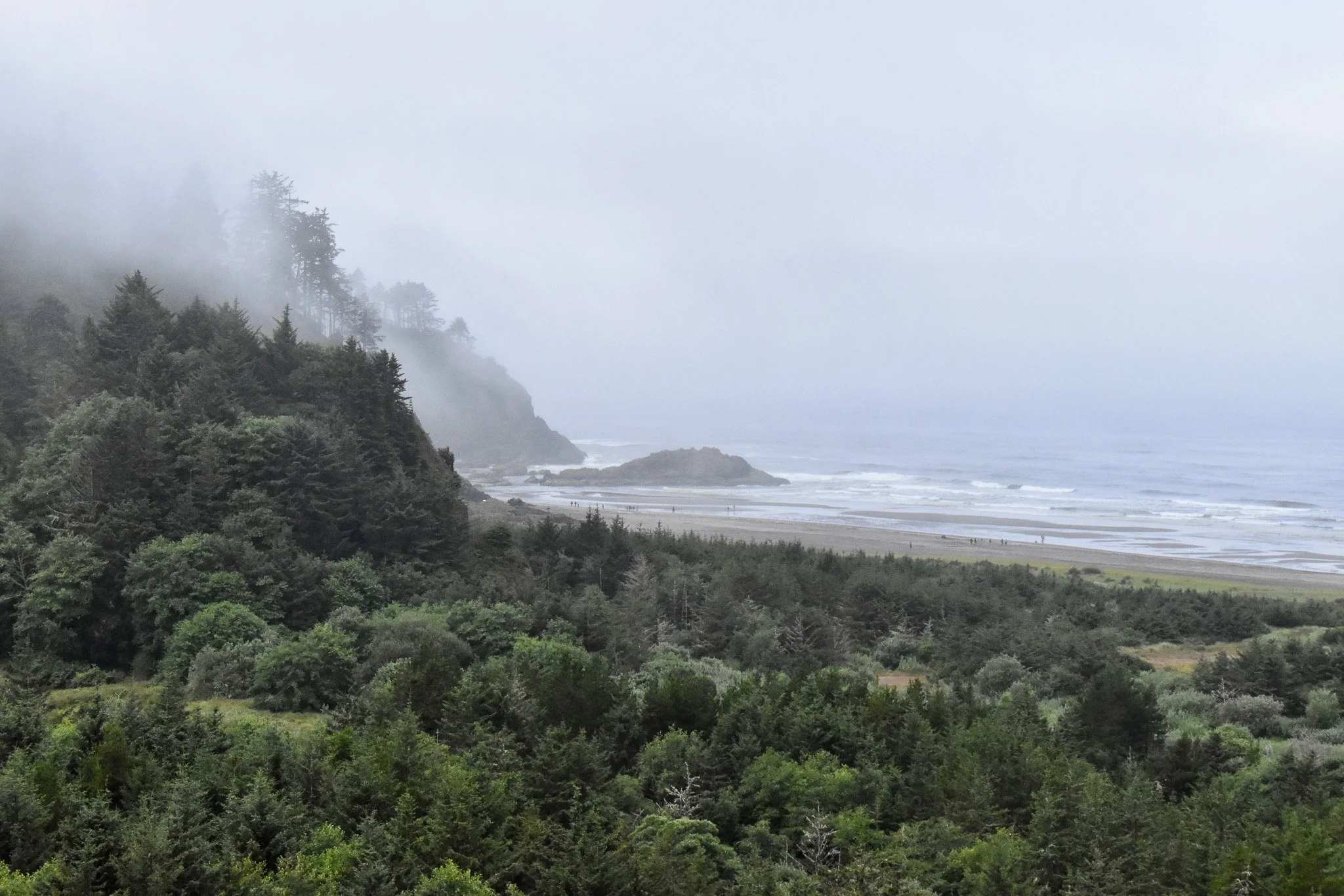 Where the Forest Meets the Sea