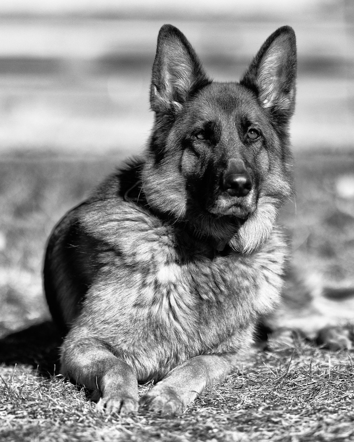 Tessa. Our darling #GermanShepherd pup. Gentle-hearted, endlessly loving, and protective in the softest, sweetest way. She&rsquo;s calm and mellow most of the time, but the moment it&rsquo;s time to go outside, she springs to life with all the excite