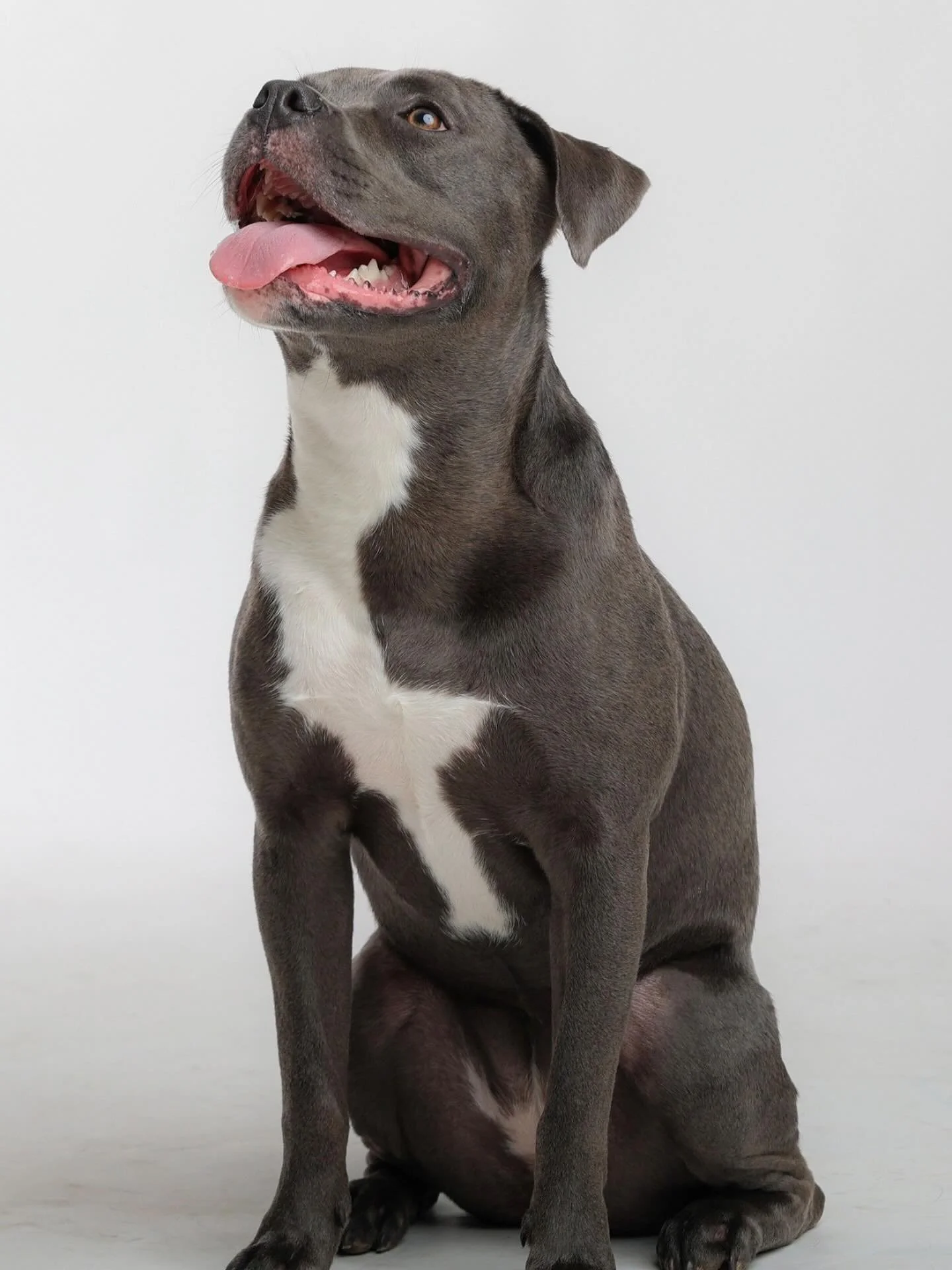 Rocky says Happy Cyber Monday!
Today is the LAST day to get a FREE bag of PB Chews with your purchase! You don&rsquo;t want to miss out on this deal. 
Shop now at getdognosh.com 🥜