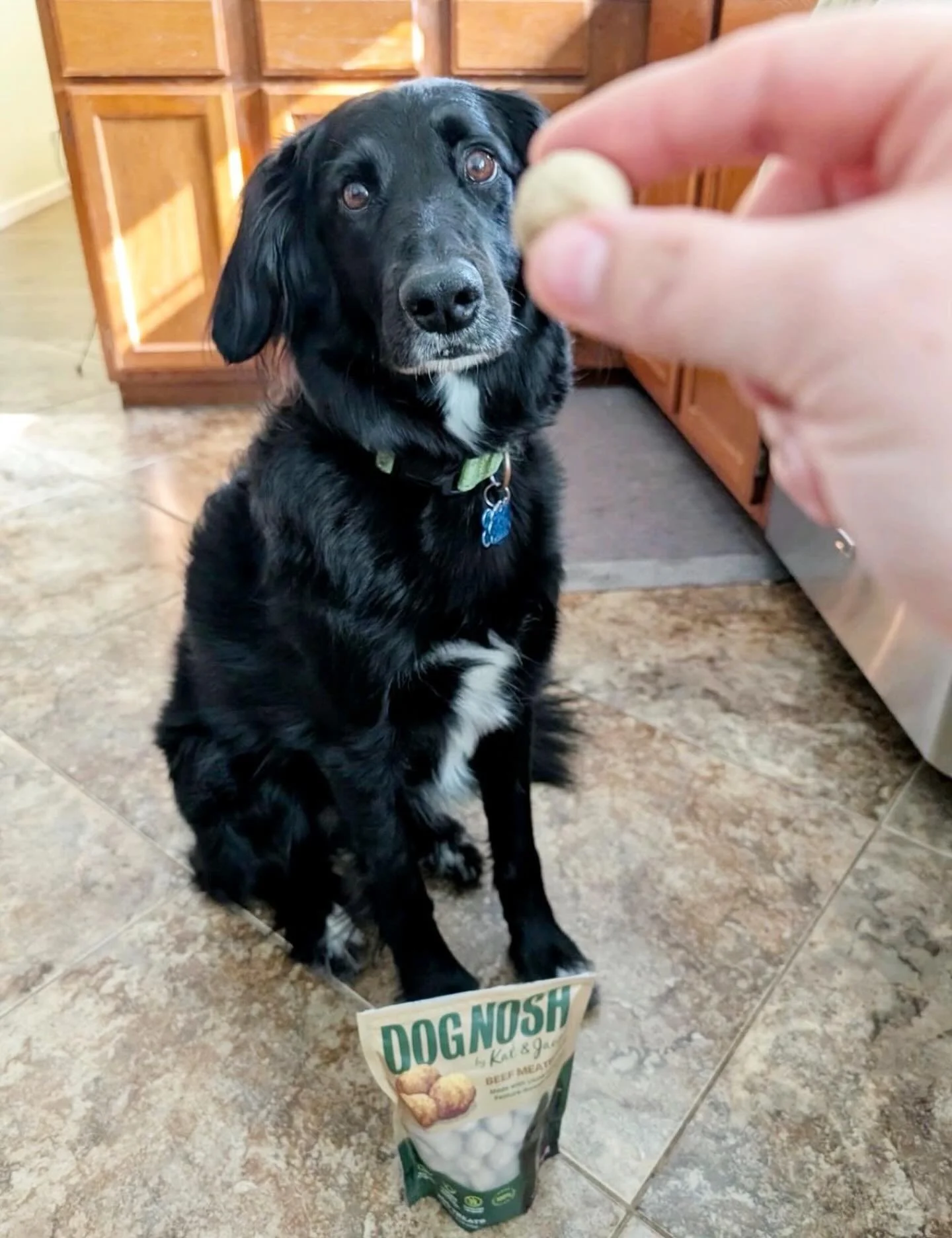 Feature Friday: Meet Kairi, a 5 year old Border Collie sweetheart loving the beef meatballs 💚 
She says &ldquo;more please!&rdquo;