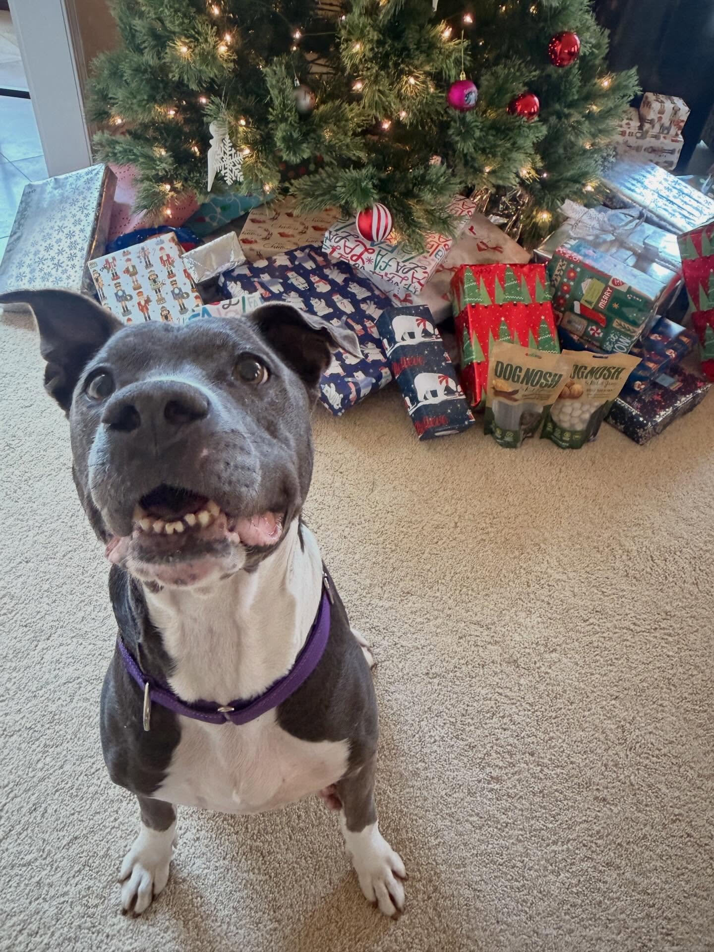 All Coral wants in 2026 is a loving home ❤️

We took Coral out of the shelter for a few days last week, and she quietly stole our hearts. This 7-year-old girl is the definition of an easygoing, gentle soul. She is happy to relax by your side, soak up