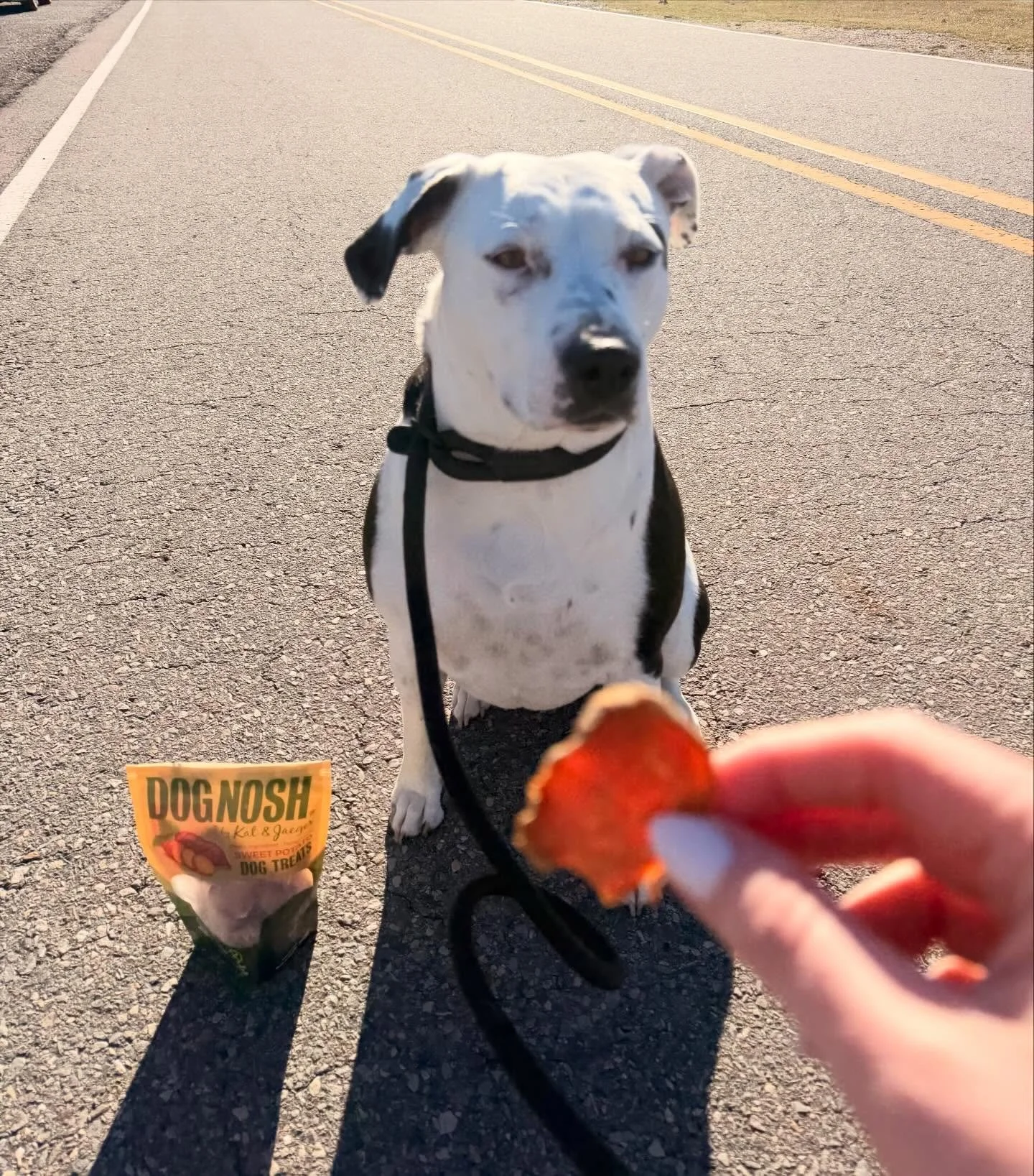 Daisy has been thinking long &amp; hard about officially joining the DOGNOSH pack. Before she signs on the dotted line&hellip; she wants your input.

If YOU got to decide our next treat, what should it be? Drop your vote in the comments! 👀⬇️