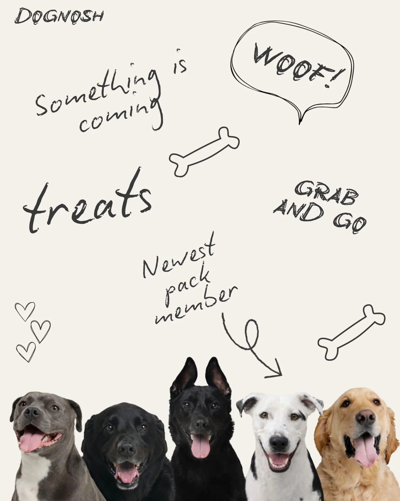 Daisy&rsquo;s one year &ldquo;gotcha&rdquo; anniversary is next week&hellip; so it&rsquo;s only fitting she officially joins the DogNosh pack. 🐶

Each of our dogs has their own favorite treat&hellip;
and Daisy finally gets hers.

But we&rsquo;re cur
