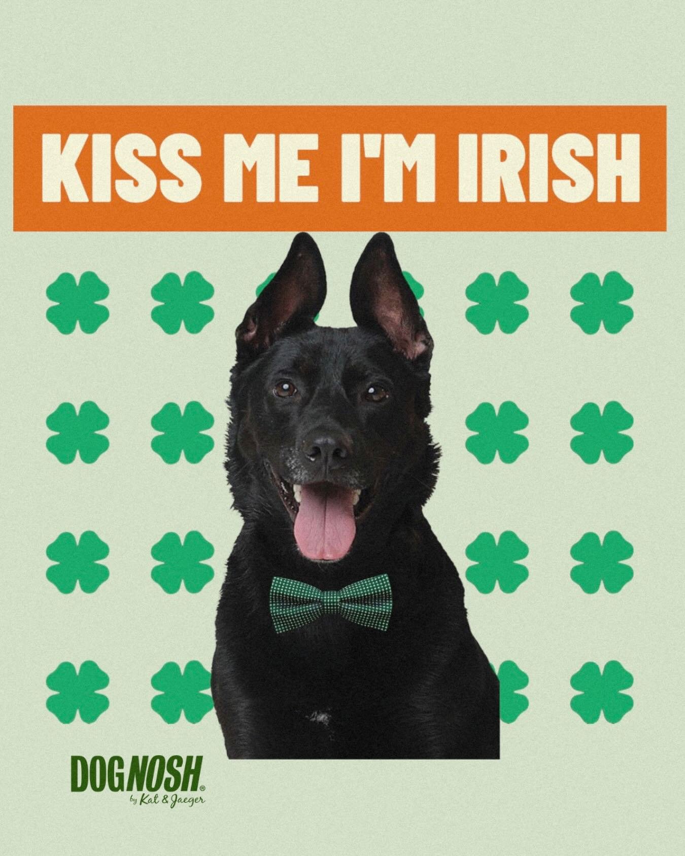 POV: your dog is named Guinness and it&rsquo;s St. Patrick&rsquo;s Day 🍀
This is his Super Bowl.

Lucky dogs eat DogNosh.