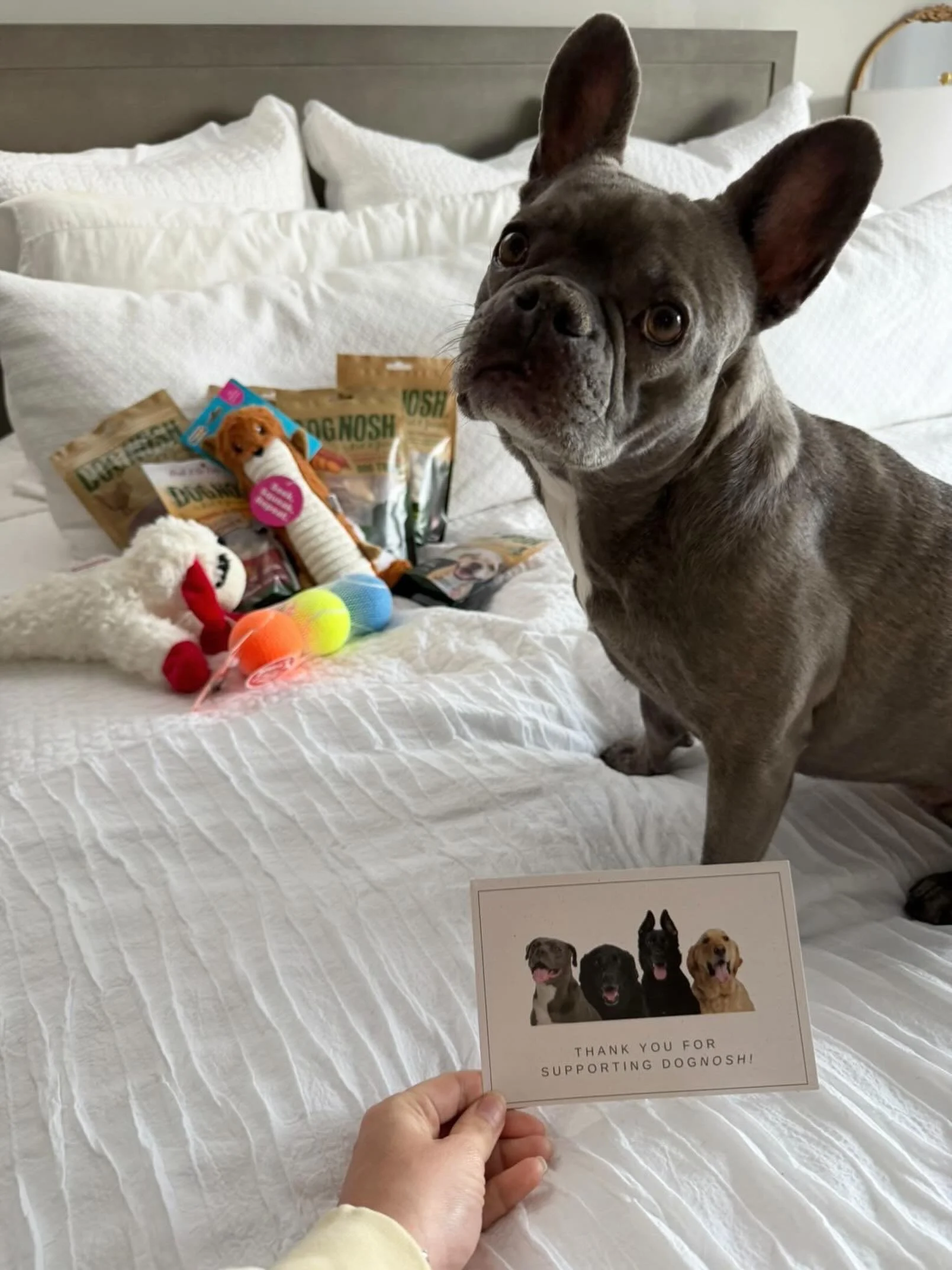 Nothing makes us happier than seeing DogNosh treats arrive at their new homes. 💛 

Congratulations to our giveaway winner! What should we do next? 👀