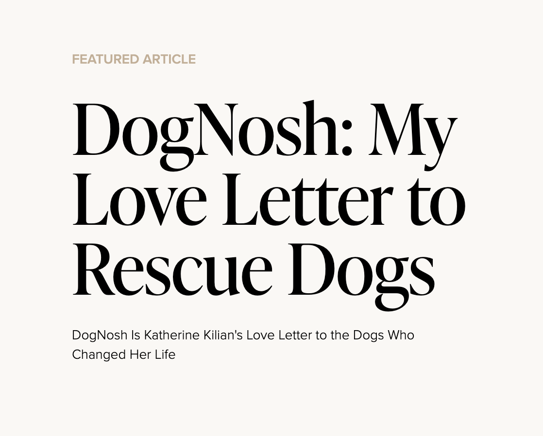 DogNosh Featured in Kirkwood City Lifestyle magazine