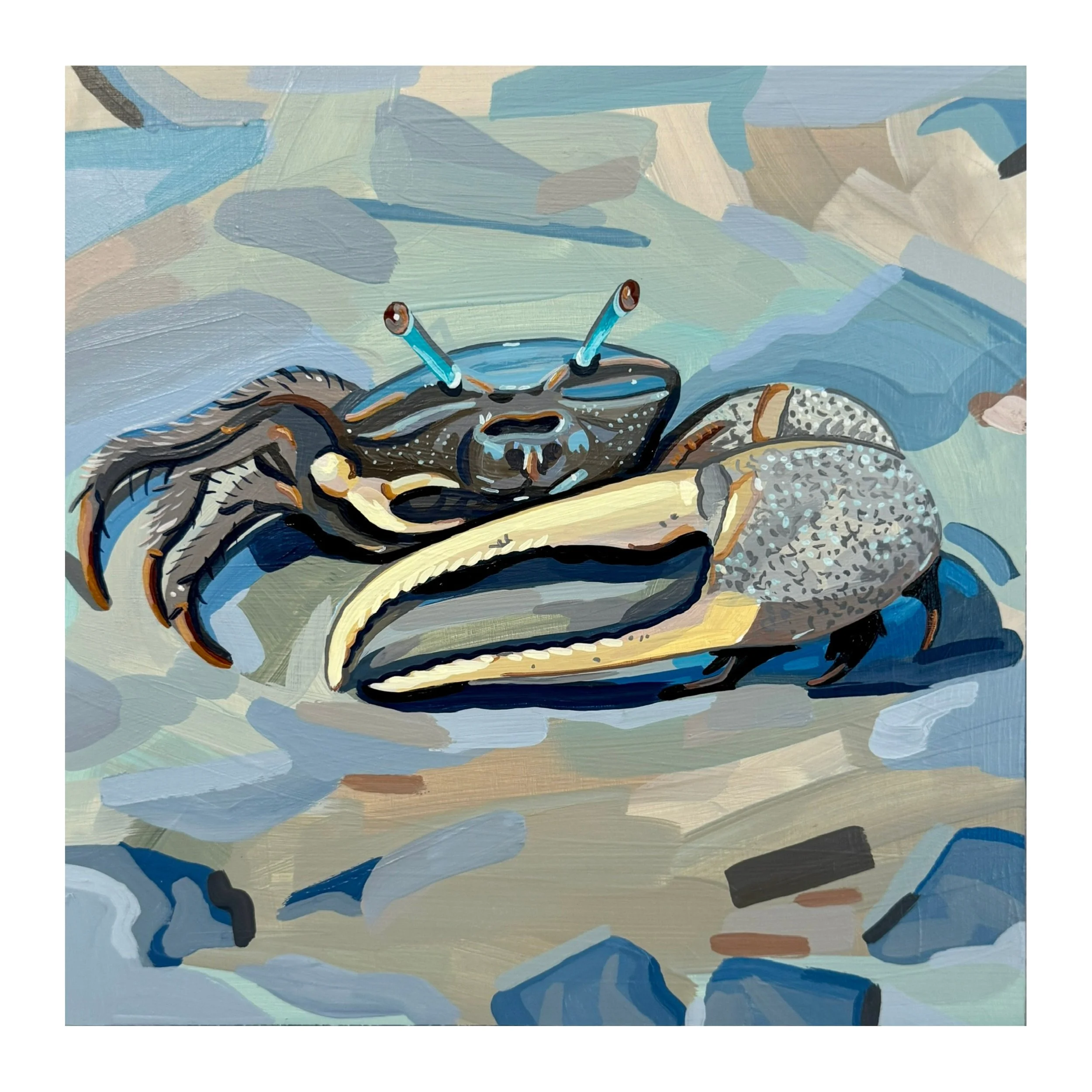 Fiddler Crab